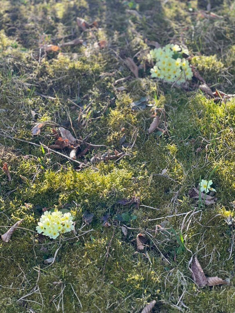 Moosiger Boden mit kleinen gelben Blumen und herbstlichen Blättern im Sonnenlicht.