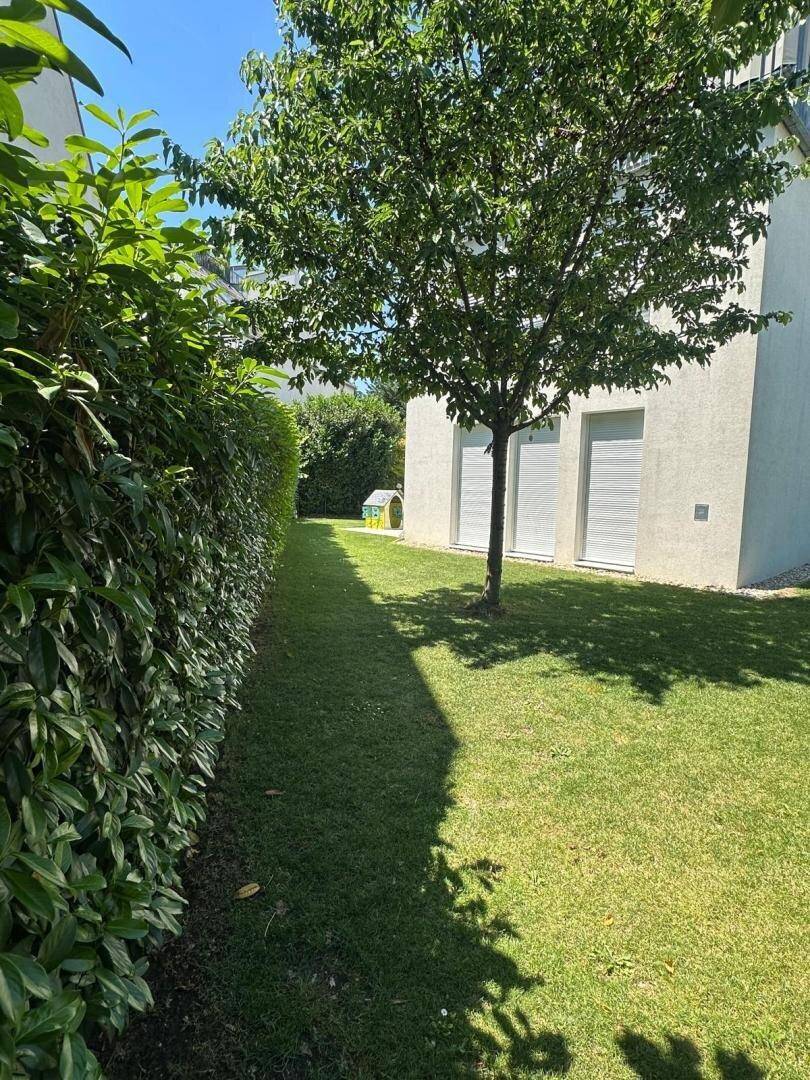 Grüner Gartenbereich mit Rasen, Hecke und einem Baum im Sonnenlicht.