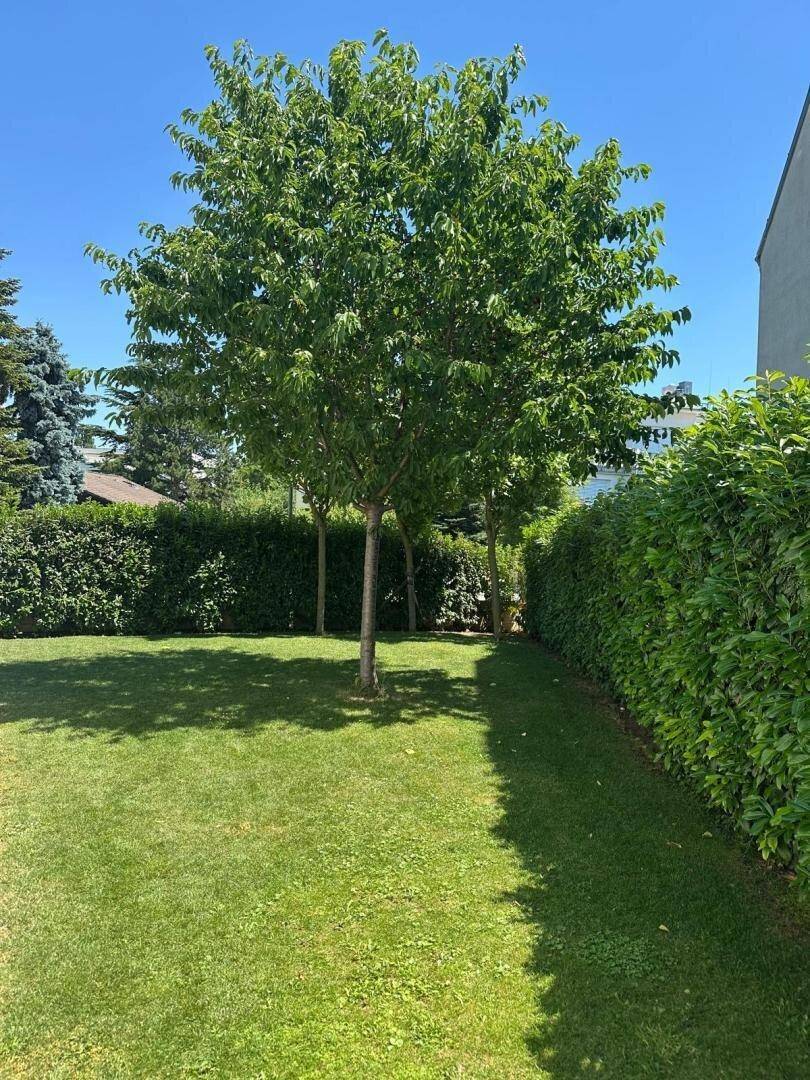 Gepflegter Rasenbereich mit Bäumen und Hecken in einem sonnigen Garten.