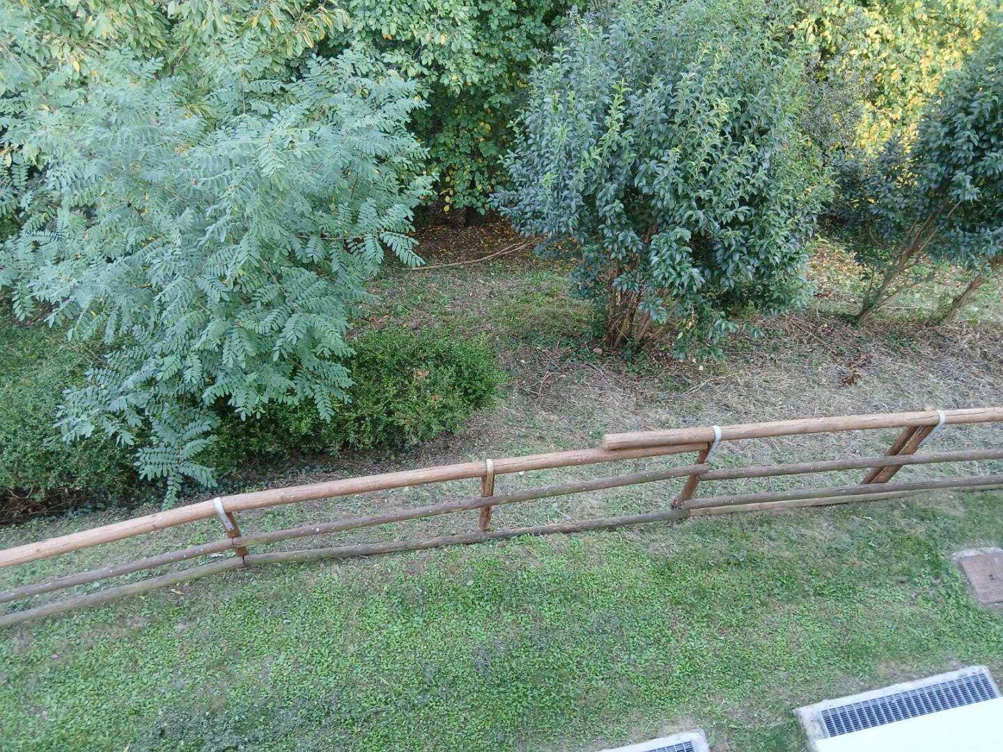 Naturbelassener Gartenbereich mit Holzgeländer und verschiedenen Bäumen und Sträuchern.