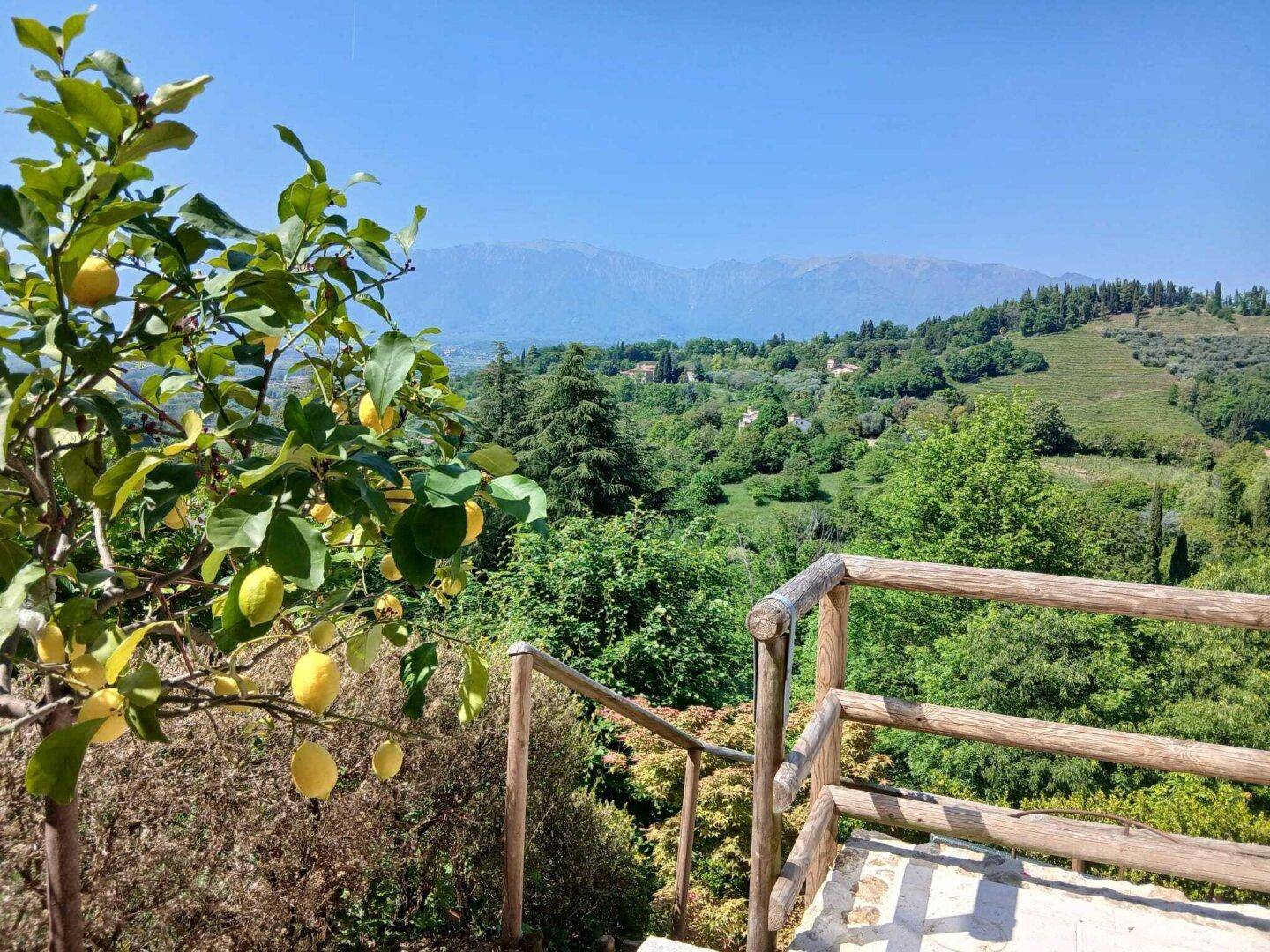 Panoramablick über grüne Hügel und Berge, eingerahmt von einem Zitronenbaum und Holzgeländer.