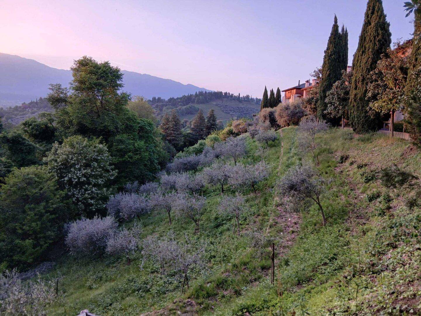 Malerische Hügellandschaft mit Olivenhainen und einem Haus in der Ferne bei Sonnenuntergang.