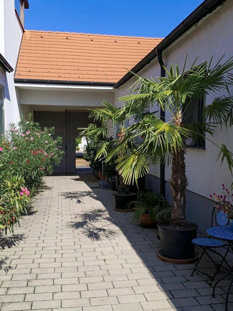 Innenhof Palmen