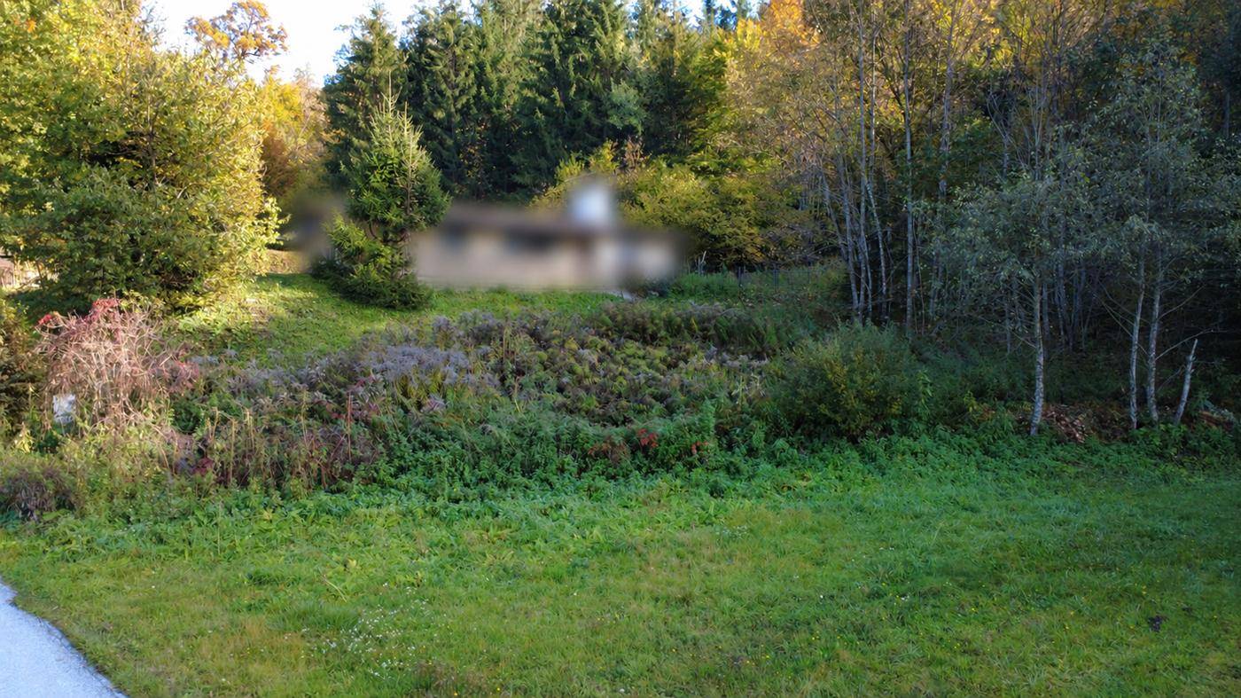 Naturbelassene Grünfläche mit dichter Vegetation und Waldrand im Hintergrund.
