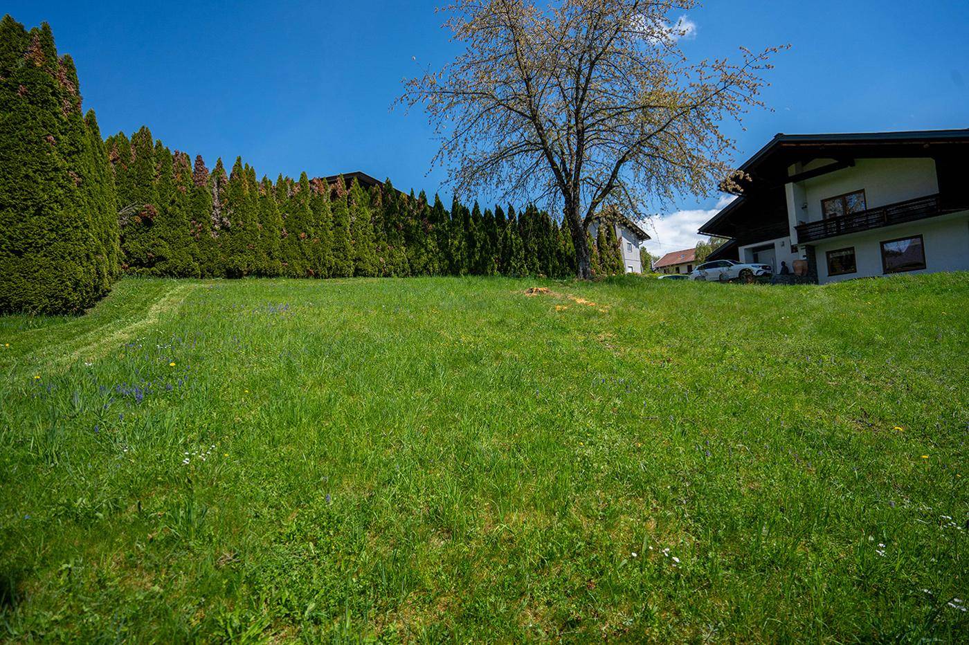 Weitläufige Rasenfläche im Garten mit hoher Hecke und einem Wohnhaus im Hintergrund.