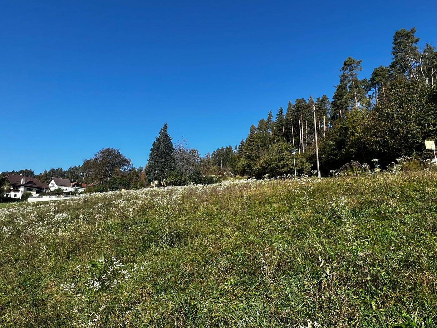 Grüne Wiesen auf einem Hügel, der in einen dichten Wald übergeht, unter klarem blauem Himmel.