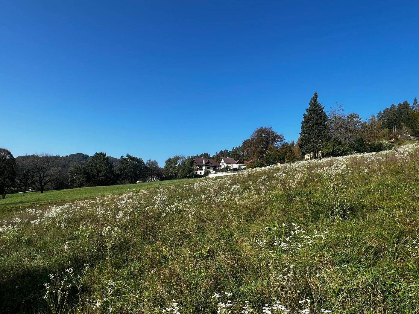 Sanfter Hügel mit blühenden Wiesen, umgeben von Bäumen und einem Haus im Hintergrund.