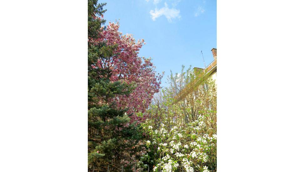Blühende Bäume und grüne Vegetation unter blauem Himmel, die das Gebäude umgeben.
