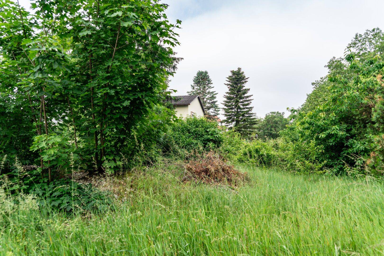 Weitläufiges, grünes Grundstück mit hohem Gras und Bäumen, im Hintergrund weitere Häuser.