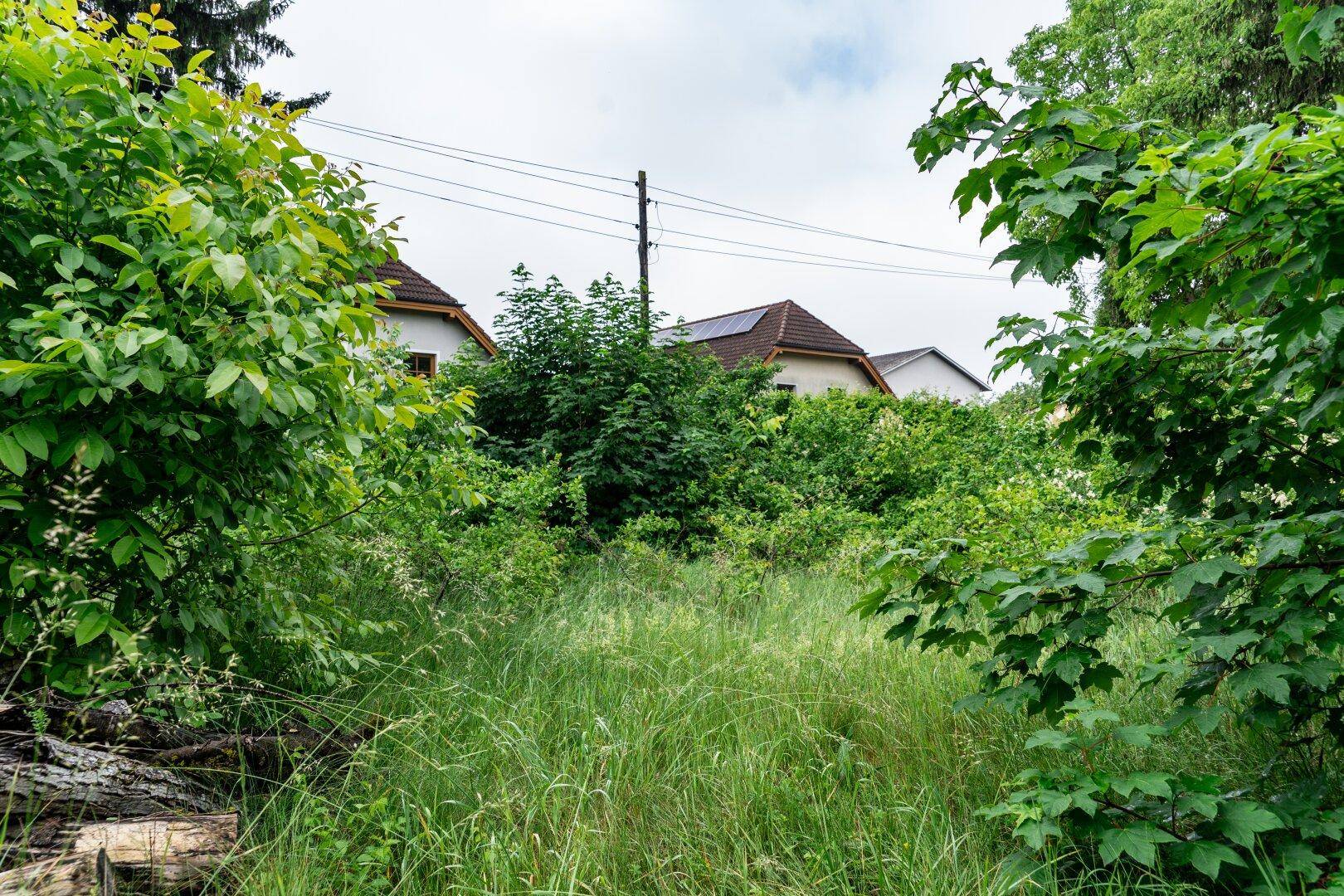 Blick über ein verwildertes Grundstück mit viel Grün und Häusern im Hintergrund.