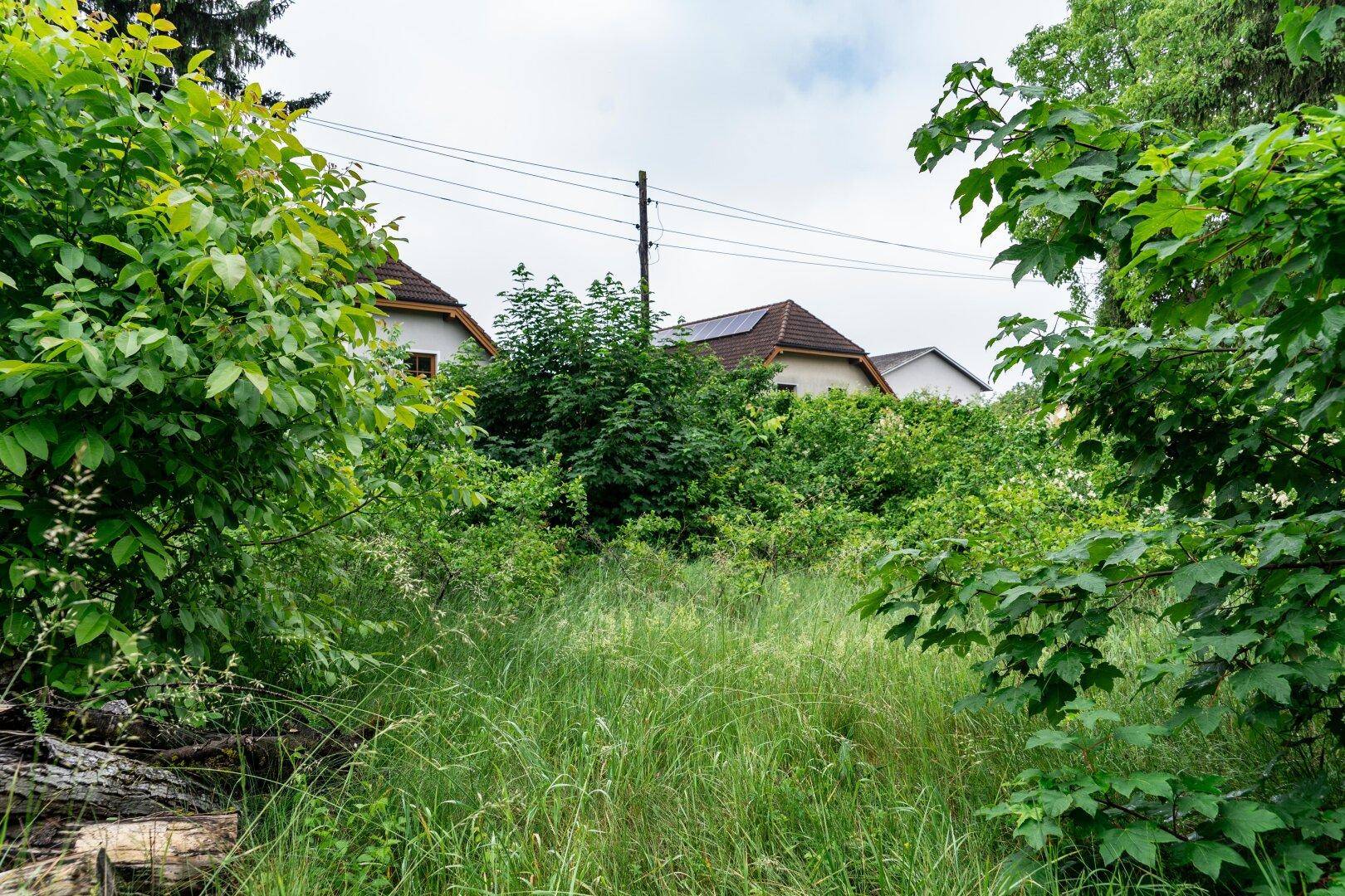 Blick über ein ungenutztes Grundstück mit hohem Gras und Bäumen zu Häusern mit Dachschrägen und Stromleitungen.