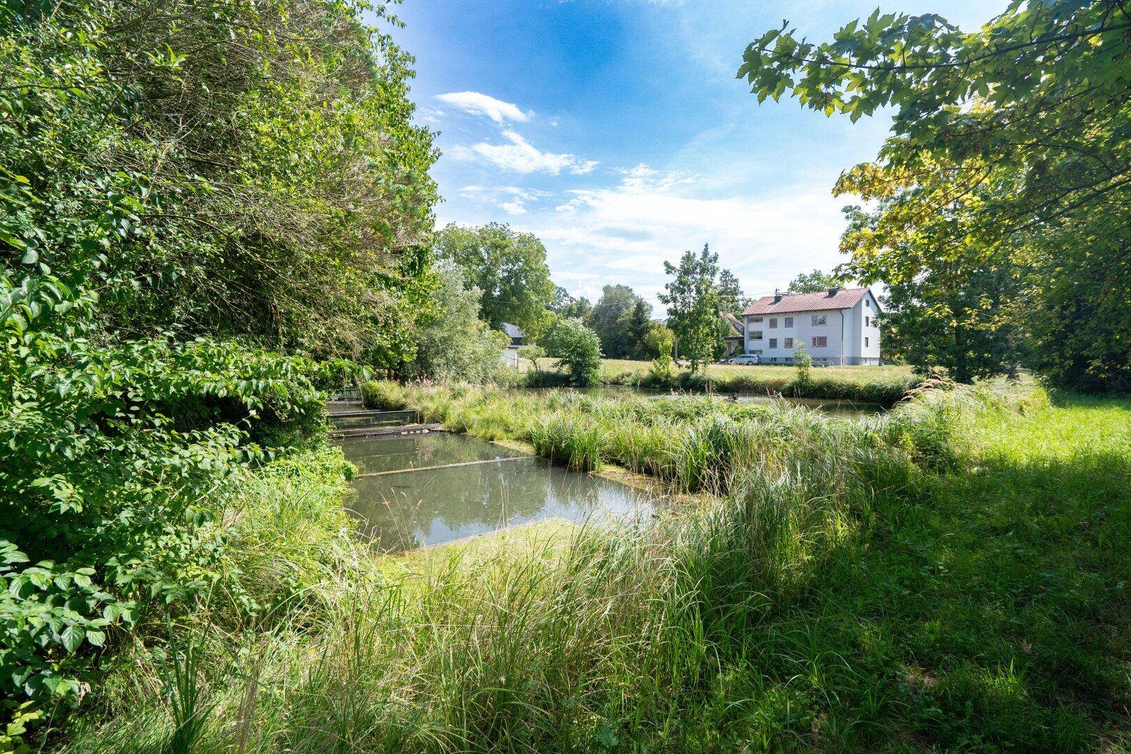 Teich oder Bach mit üppiger Vegetation und einem Wohngebäude in der Ferne unter blauem Himmel.