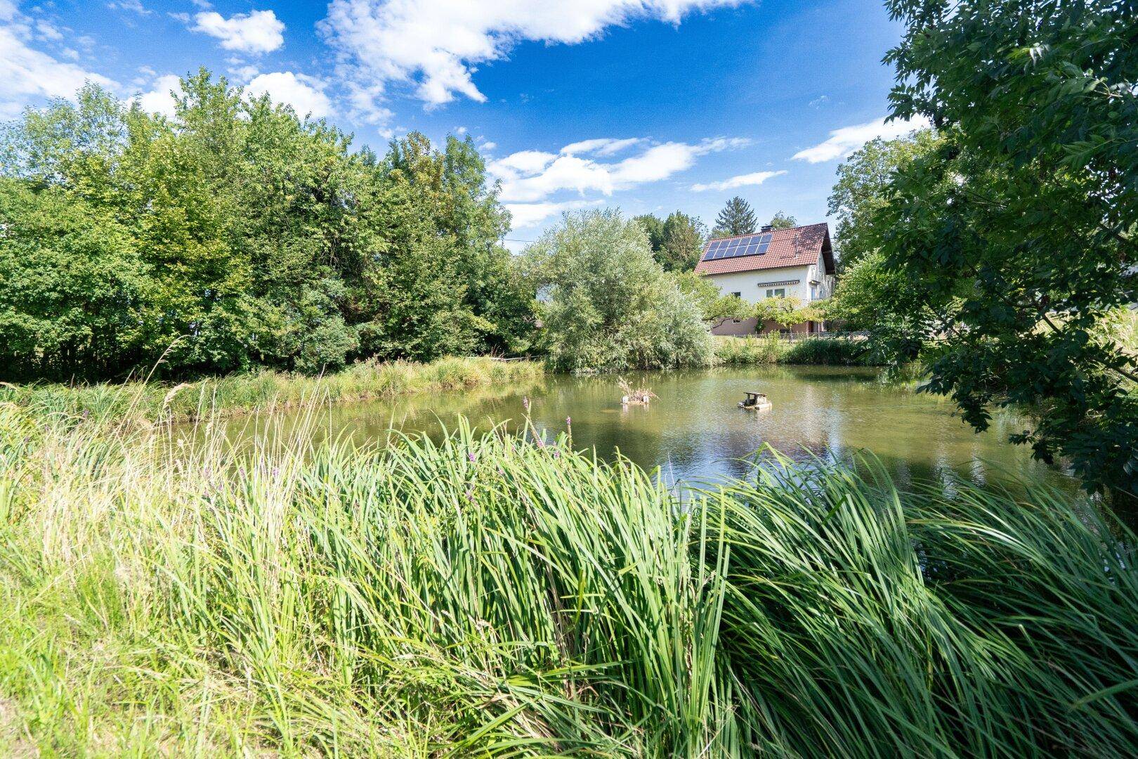 Teich mit grünem Wasser und hohem Gras im Vordergrund, ein Haus mit Solaranlage ist im Hintergrund sichtbar.