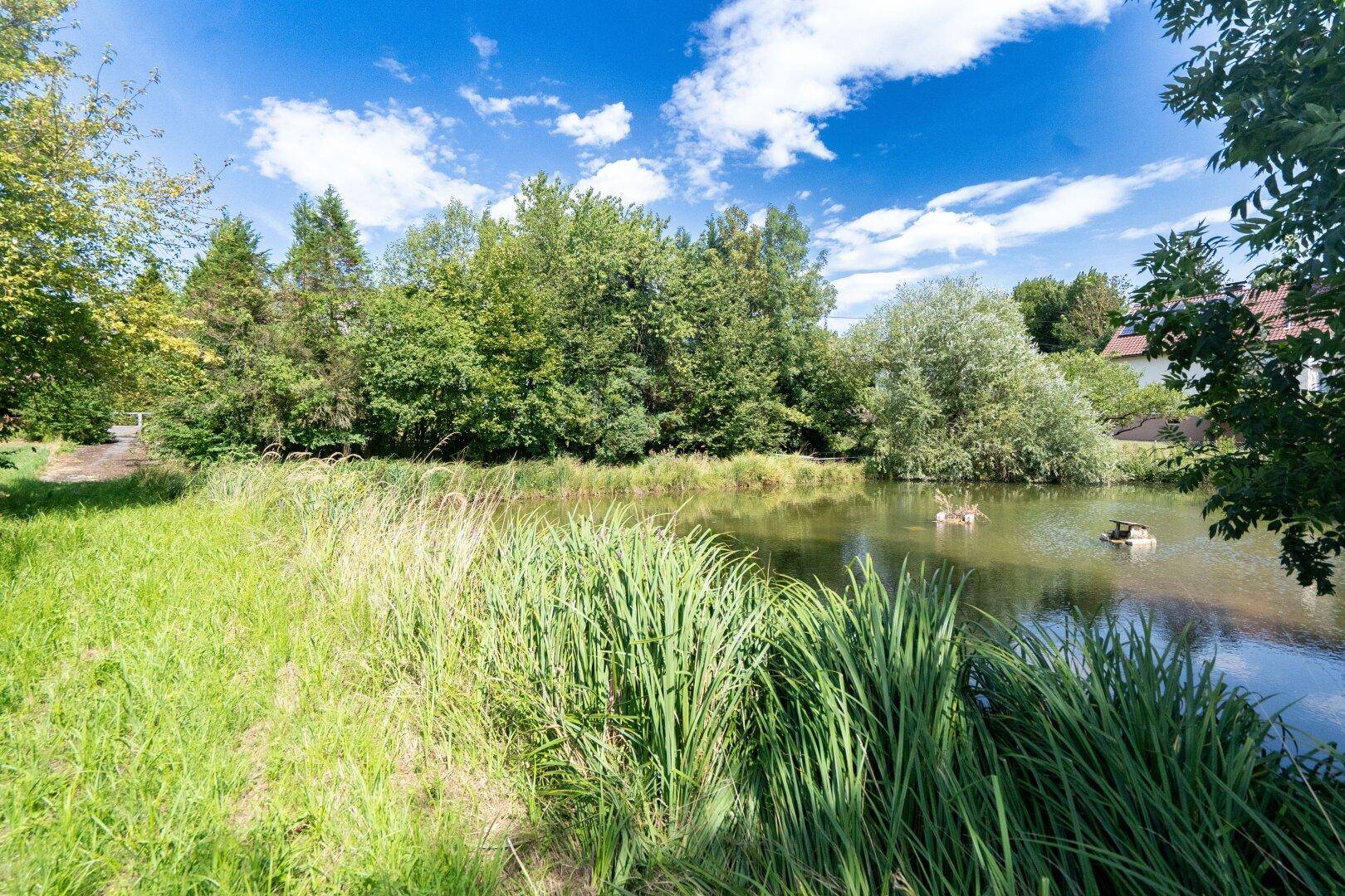 Teich mit grünem Wasser, umgeben von Gras und Bäumen unter einem strahlend blauen Himmel.
