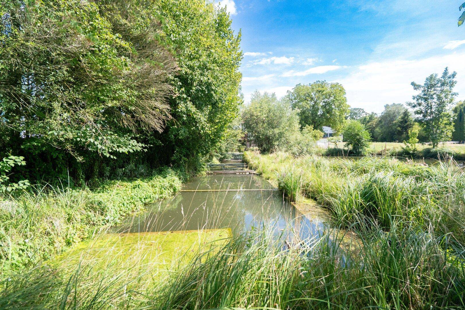 Schmaler Bach oder Kanal mit grünlichem Wasser, umgeben von hohem Gras und dichten Bäumen unter blauem Himmel.