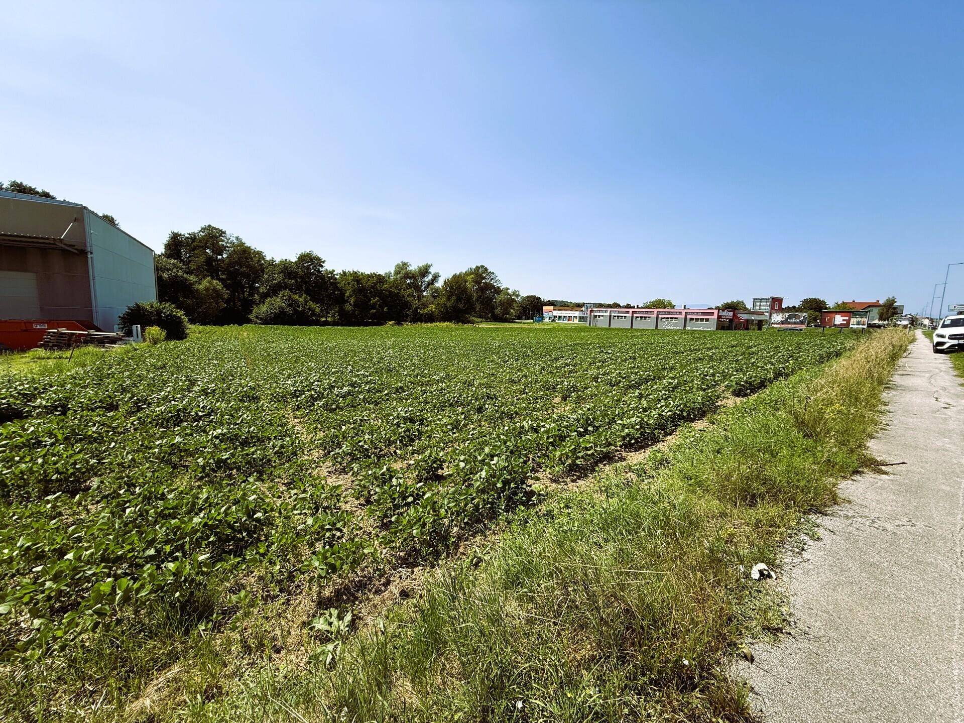 Großes grünes Feld unter strahlend blauem Himmel, begrenzt von einer Straße und Industriegebäuden.