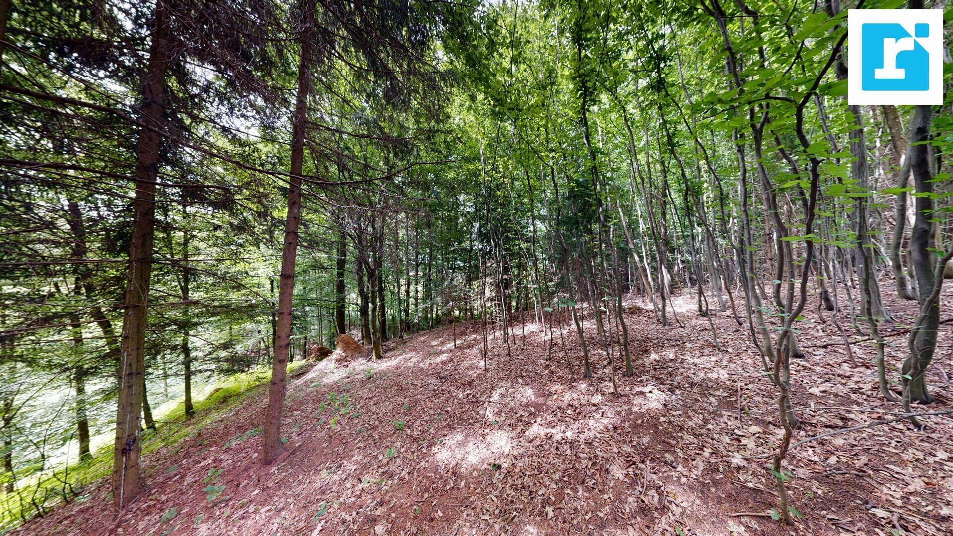 Dichter Wald mit hohen Bäumen und Laub auf dem Waldboden.