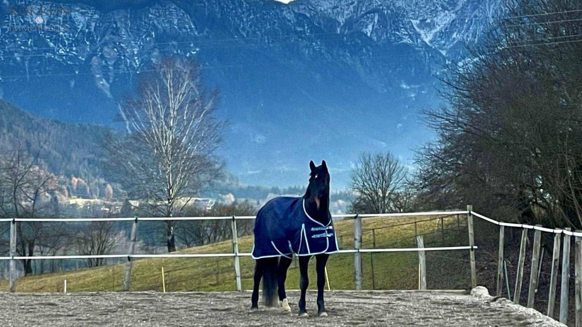 Ein Pferd auf einer eingezäunten Koppel mit majestätischer Bergkulisse im Hintergrund.