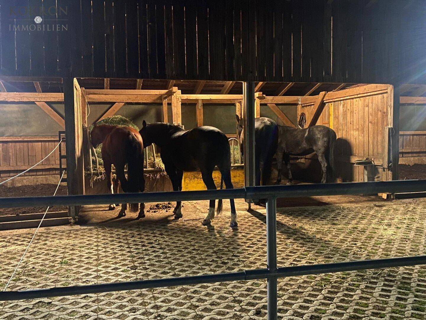 Pferde in einem offenen Stallbereich bei Nacht, mit Heu und Futterstellen.