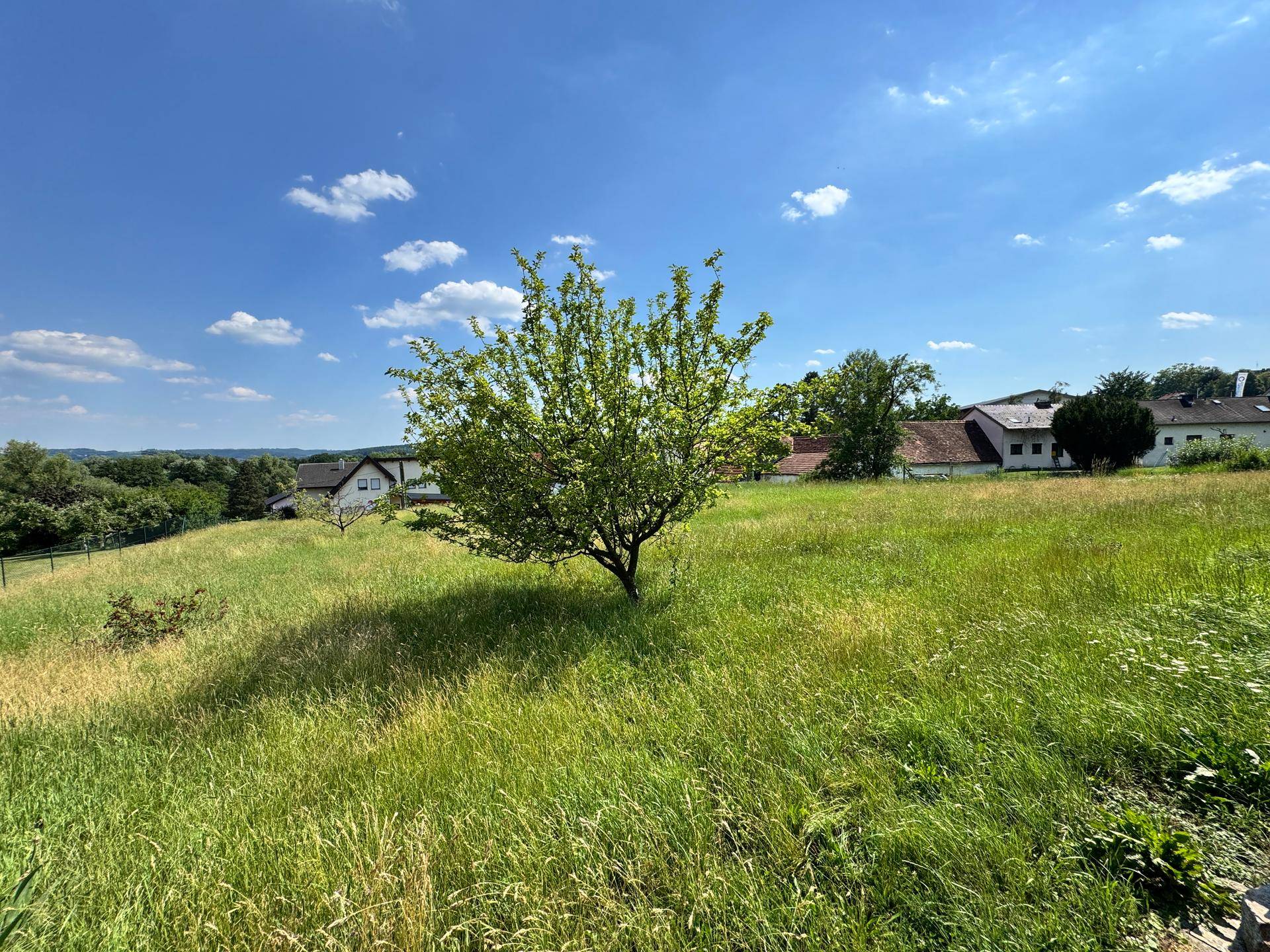 Grüne Wiesenlandschaft mit einem markanten Baum in der Mitte und Wohngebäuden im Hintergrund bei Sonnenschein.
