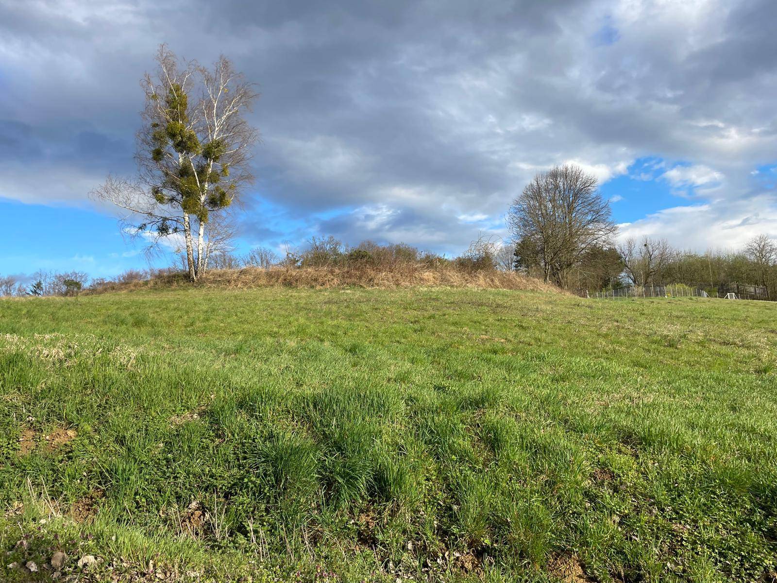 Grüner Hügel mit einem Birkenbaum und Sträuchern unter einem dramatischen Wolkenhimmel.
