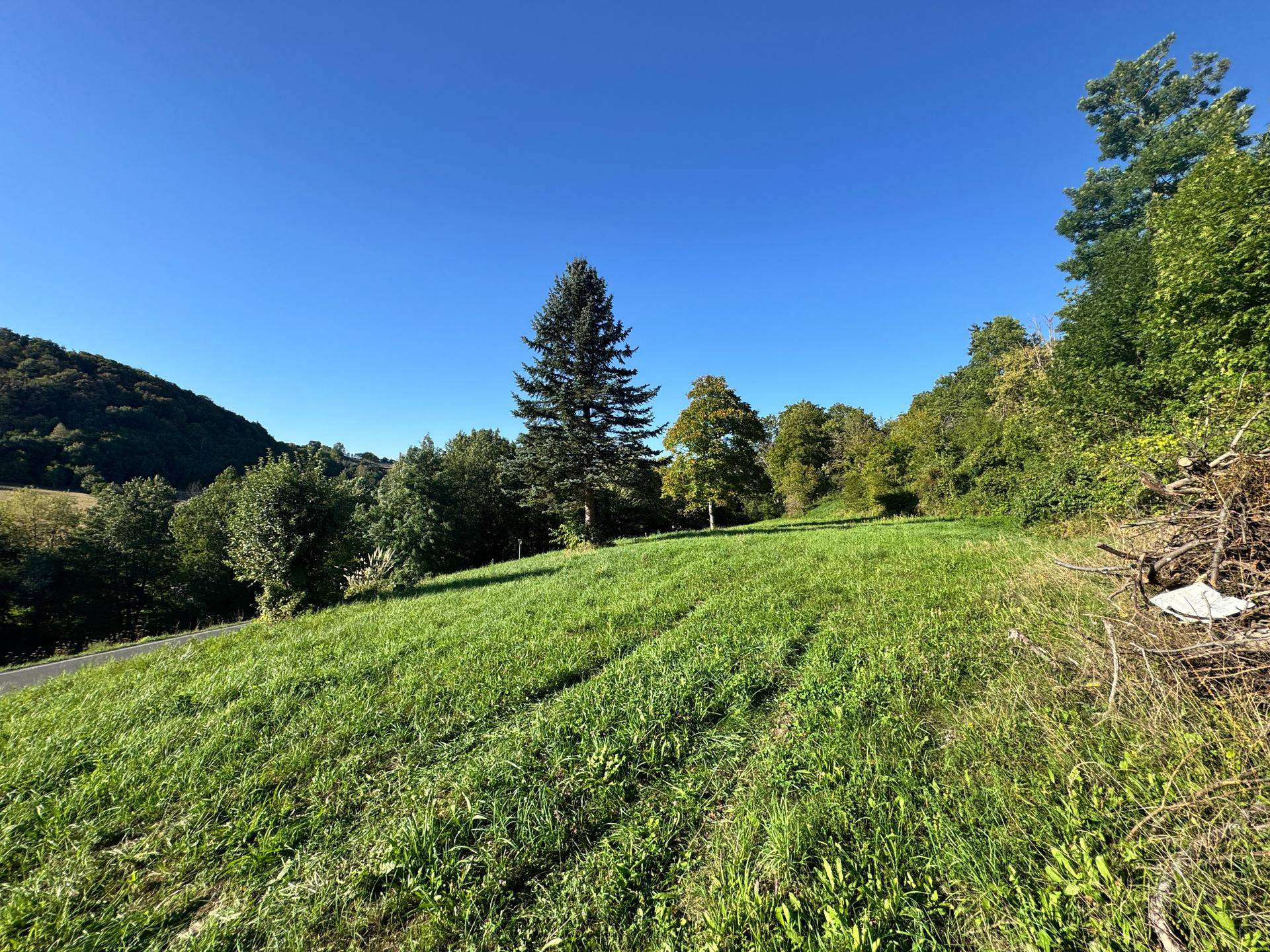 Weitläufige grüne Wiese mit einem großen Nadelbaum und umgebendem Wald unter blauem Himmel an einem sonnigen Tag.