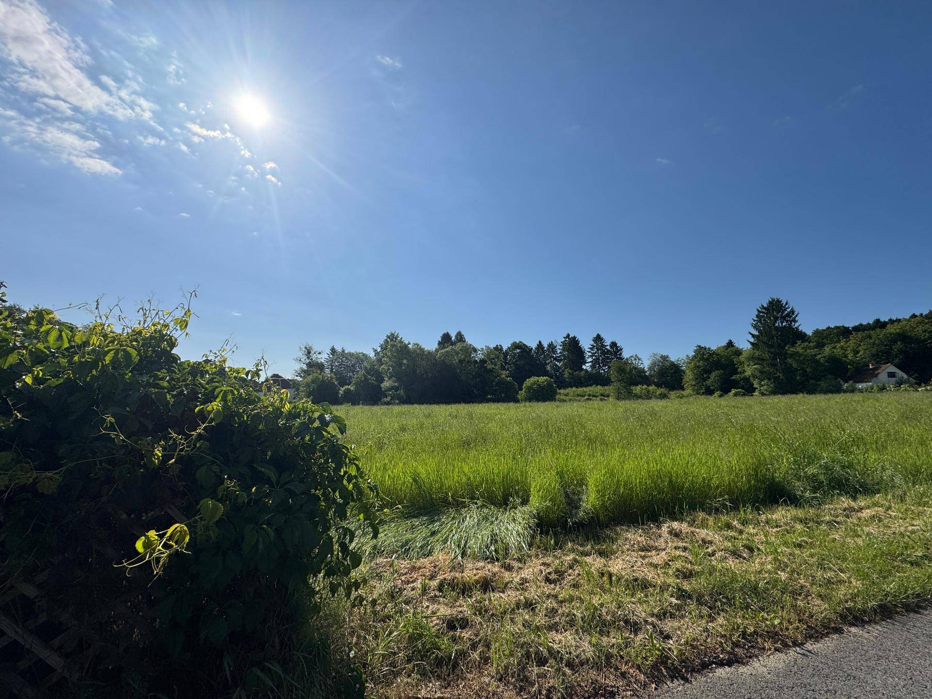 Sonnige grüne Wiese mit üppigem Bewuchs im Vordergrund und Waldrand unter blauem Himmel.