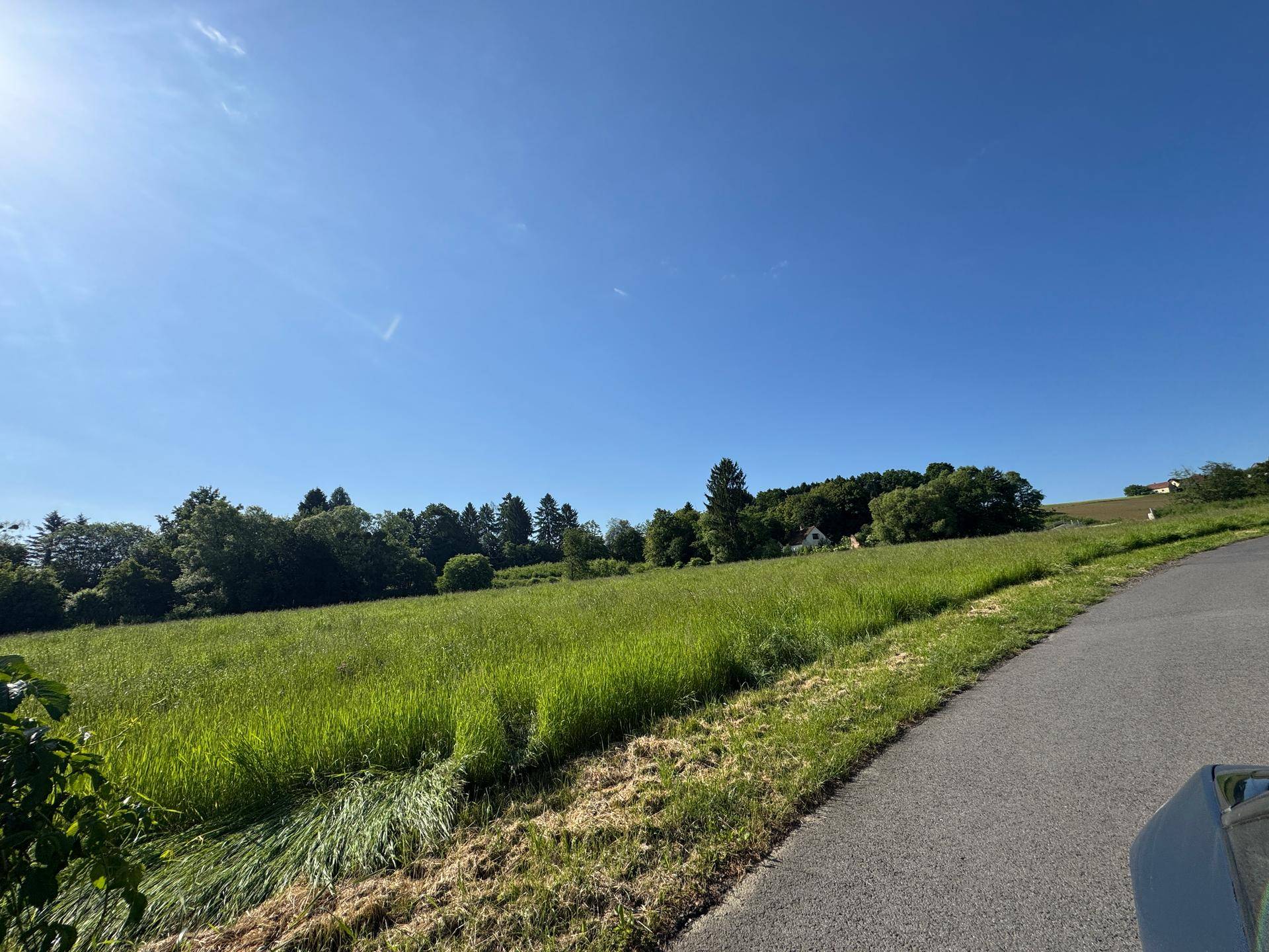 Sonnige grüne Wiese mit üppigem Bewuchs im Vordergrund und Waldrand unter blauem Himmel.