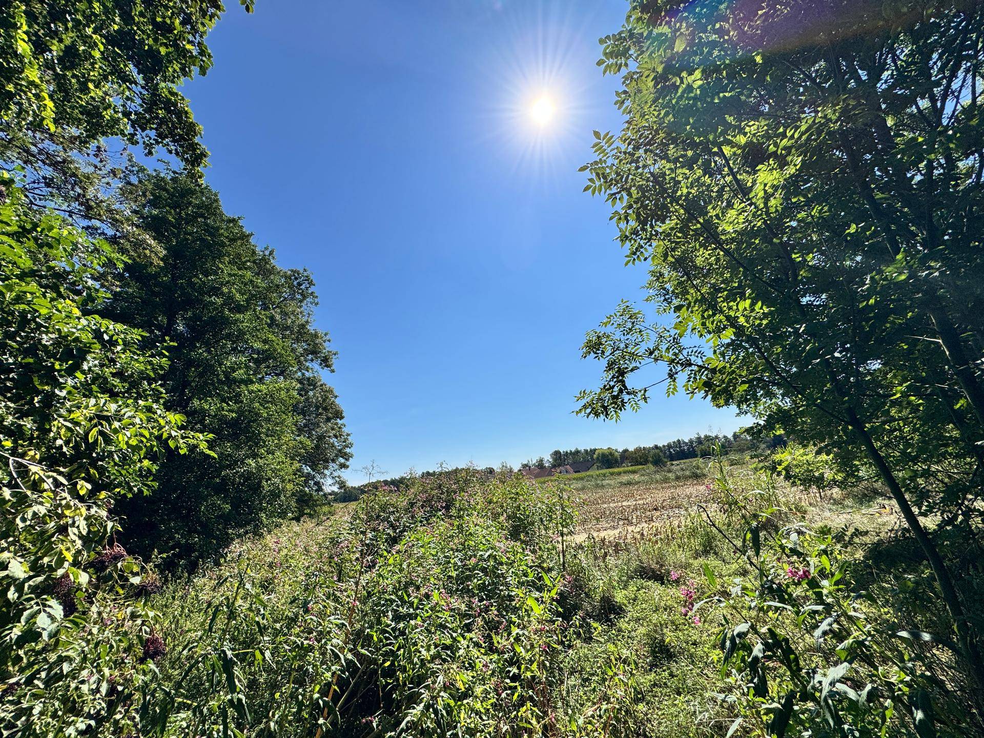 Sonnige Landschaft mit grünen Bäumen und weitem Blick über ein Feld.