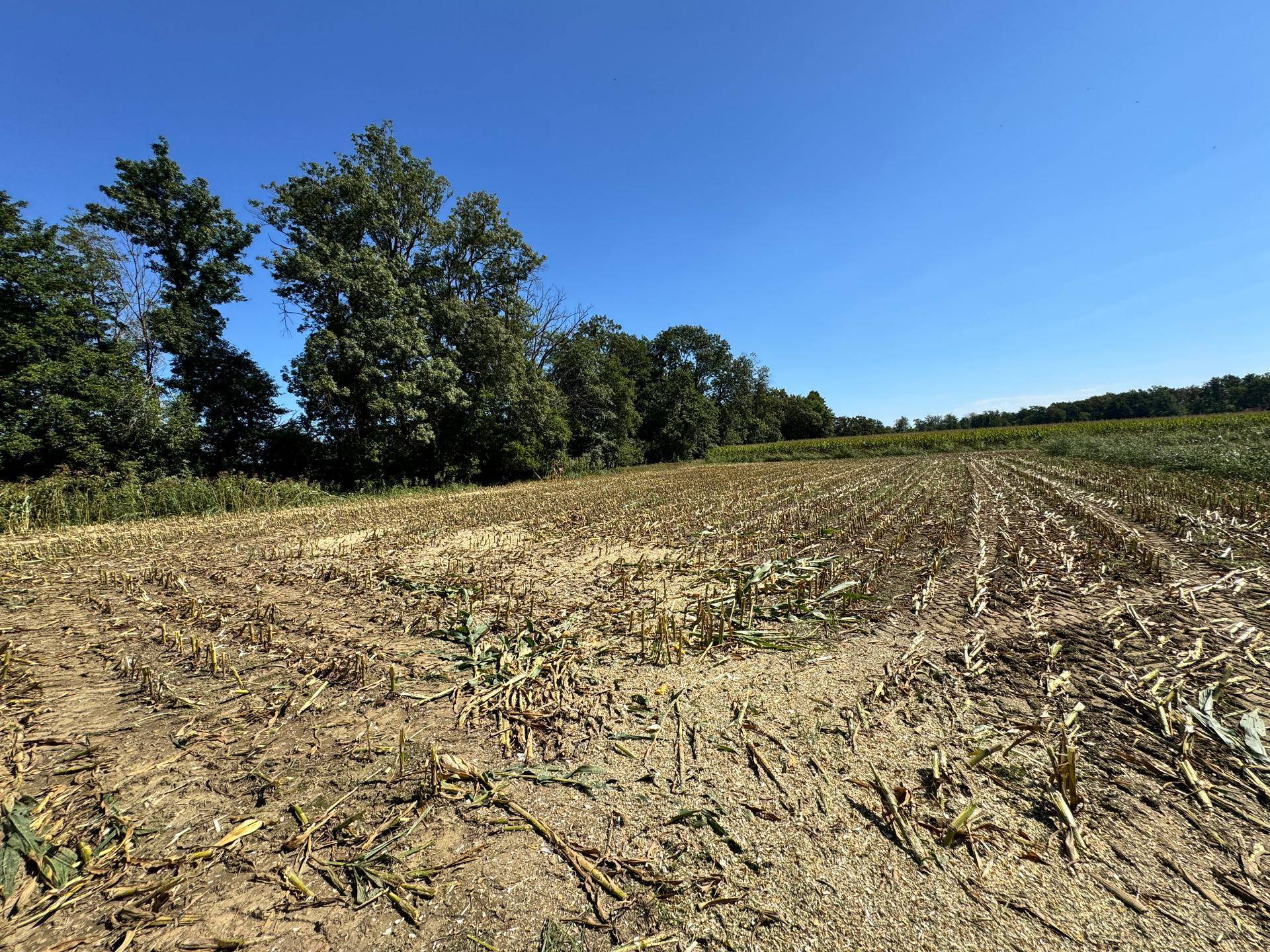 Weites Feld mit abgeernteten Pflanzen, umgeben von Bäumen unter blauem Himmel.