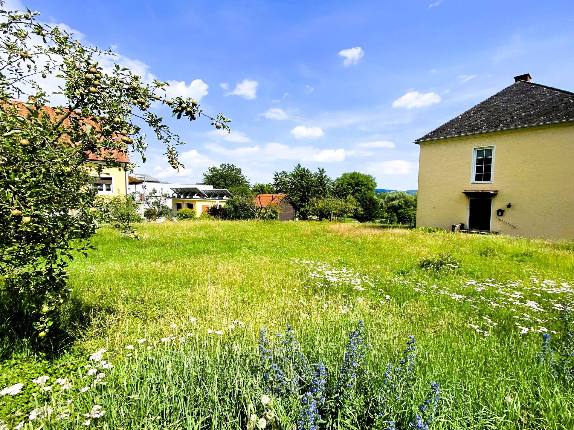 Grüne Wiese mit Wildblumen, einem Haus und Bäumen in der ländlichen Ferne.