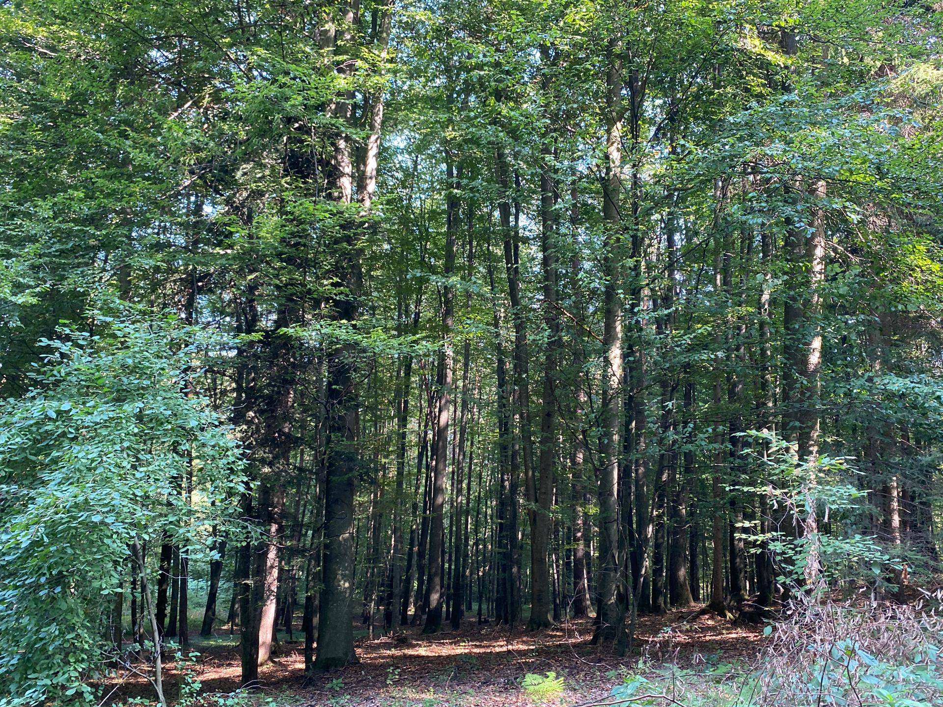 Waldgrundstück in Bad Gleichenberg – 8.268 m² Natur &amp; Wertanlage - Ansicht 4