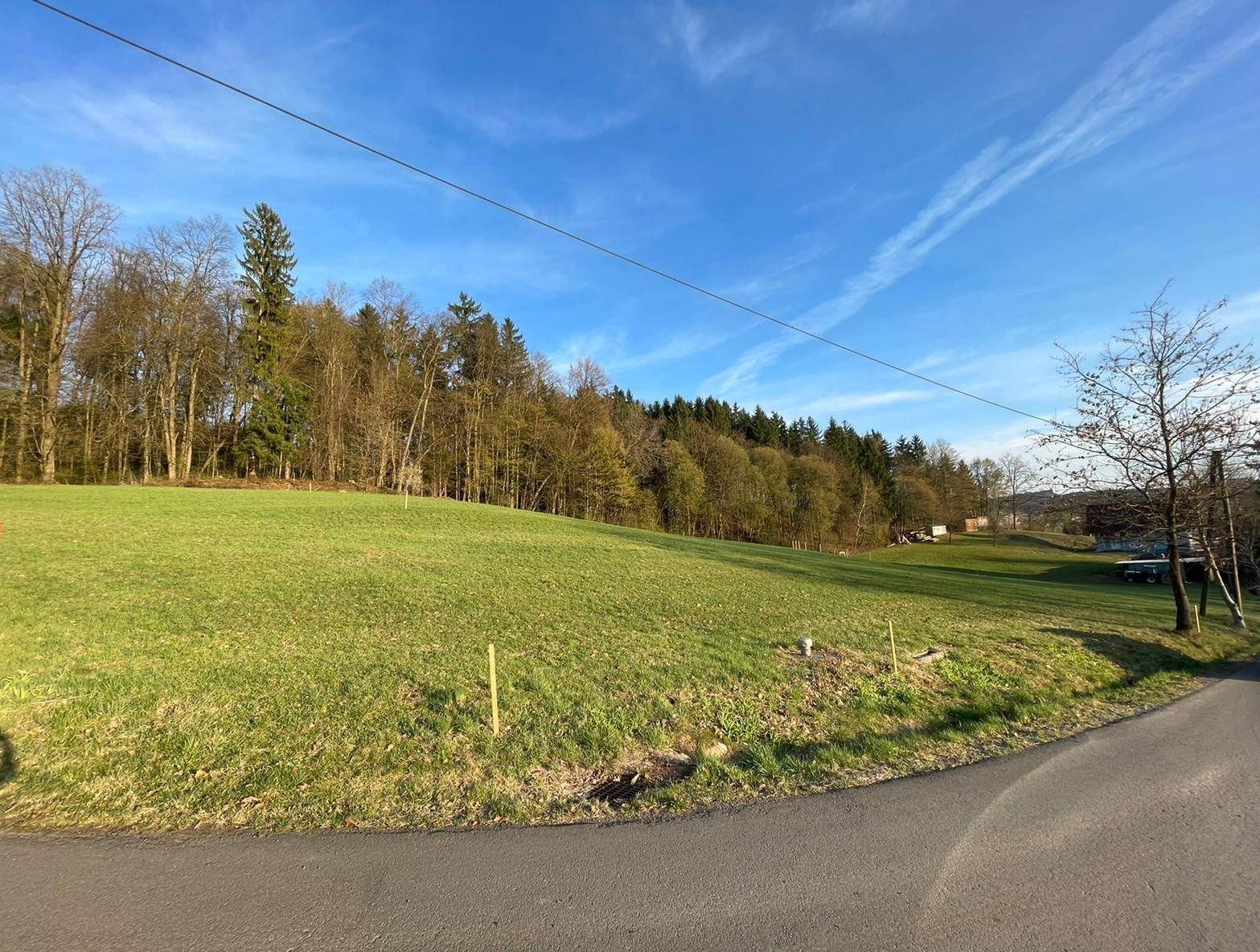 Weitläufiges grünes Feld mit Waldrand im Hintergrund und einer asphaltierten Straße im Vordergrund.