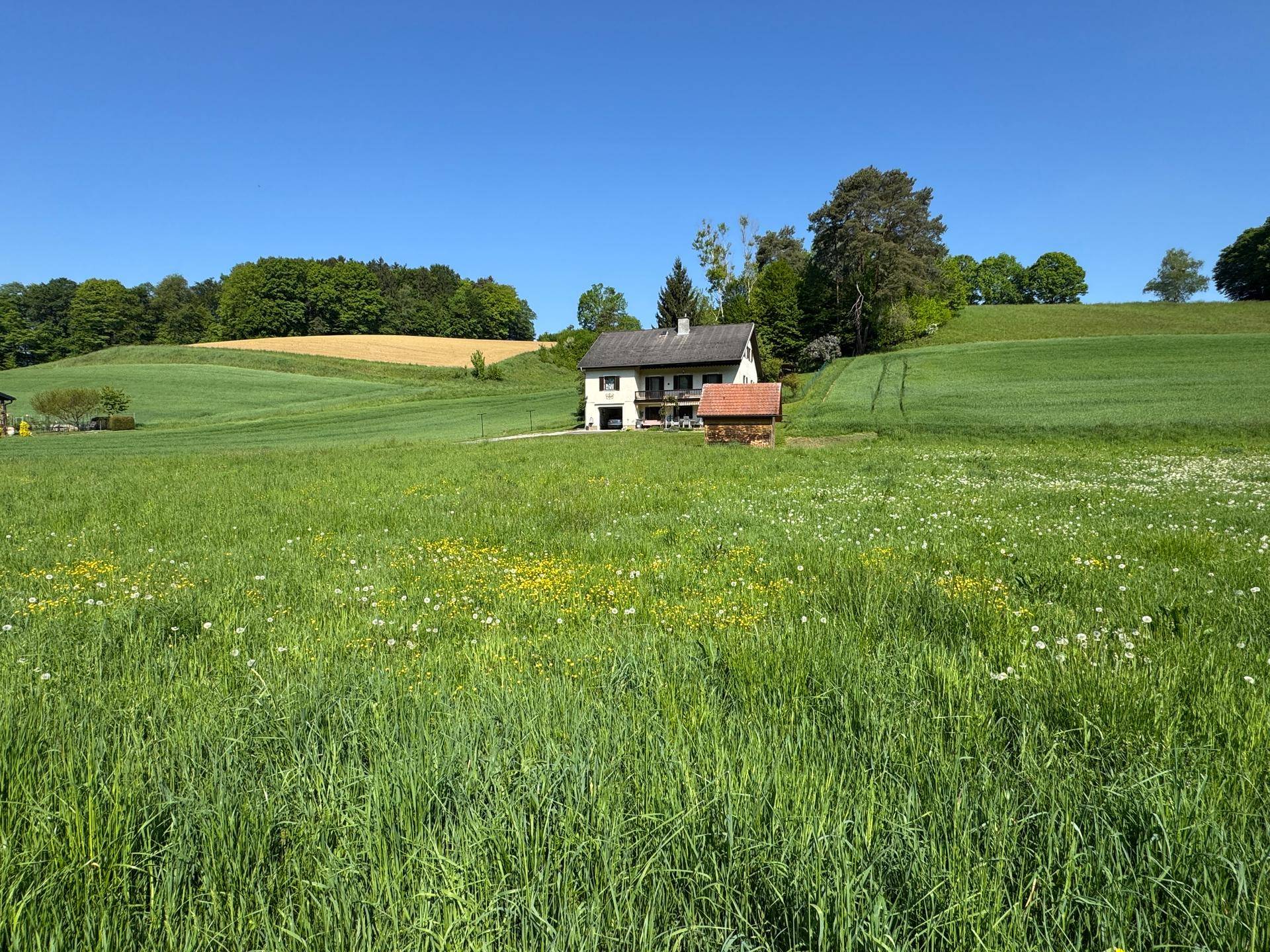 Haus in ländlicher Umgebung, umgeben von blühenden Wiesen unter blauem Himmel.
