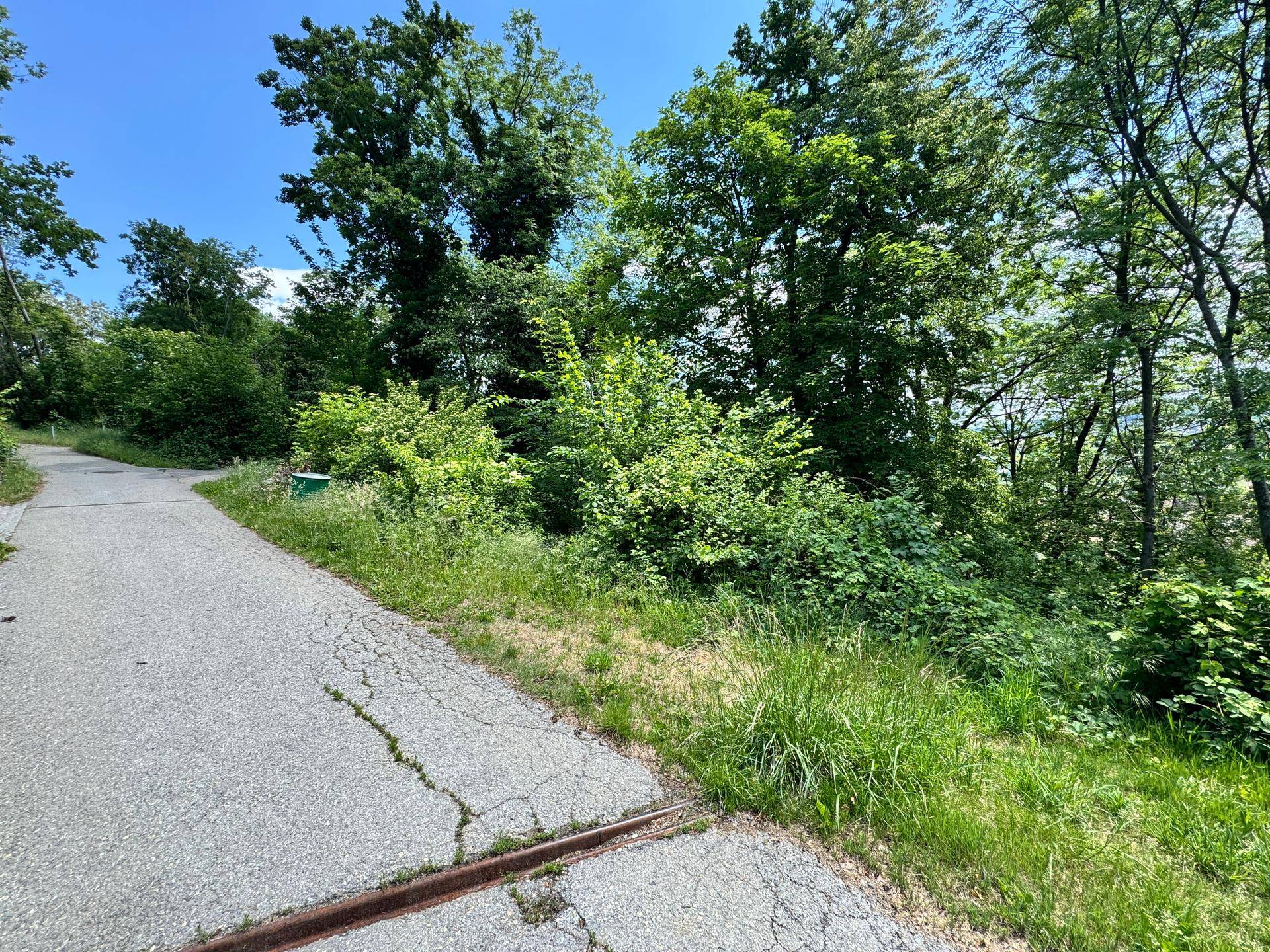 Schmaler Weg umgeben von dichtem Grün und hohen Bäumen, führt durch die natürliche Landschaft.