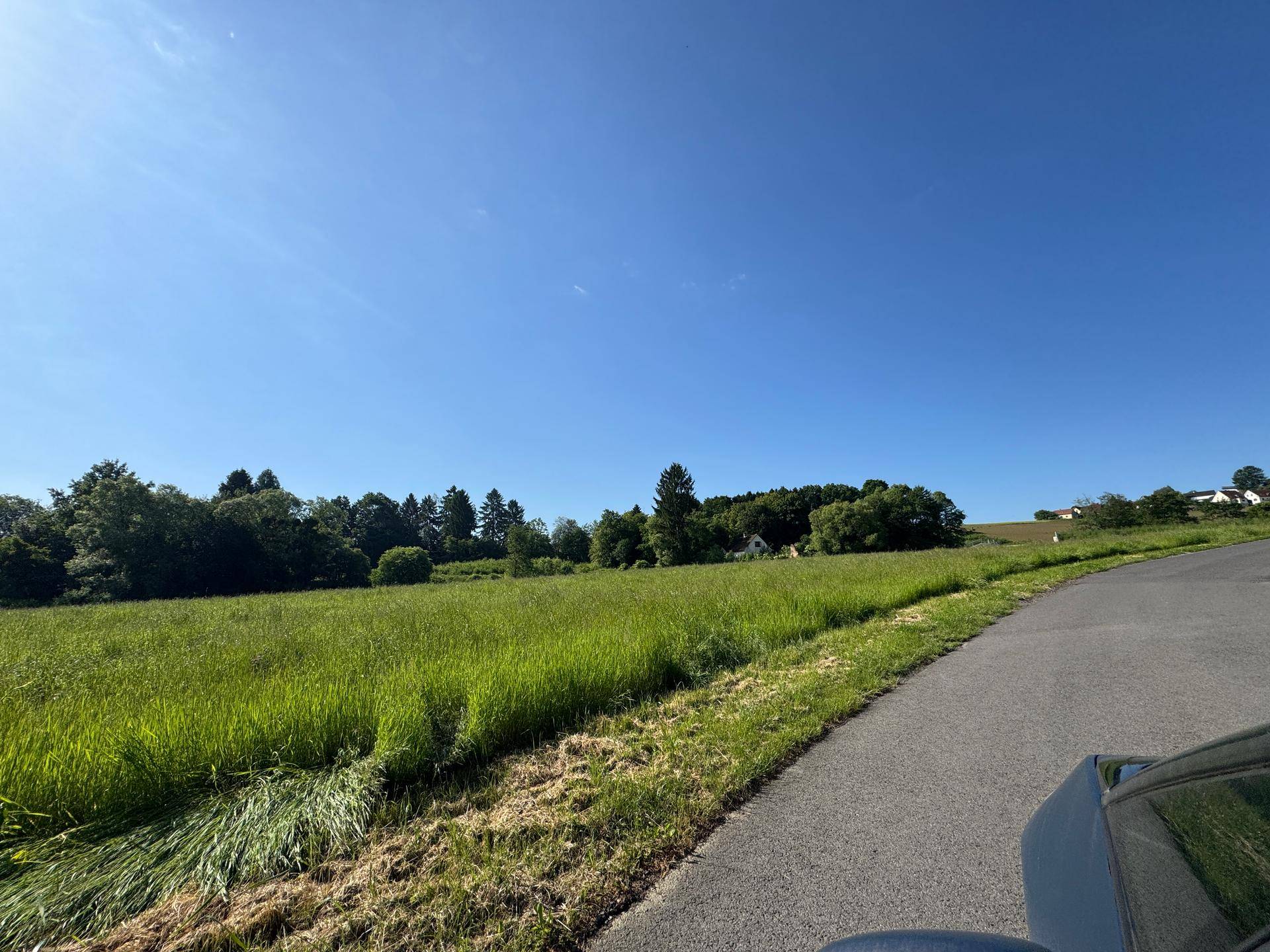 Sonnige grüne Wiese neben einer Landstraße mit Bäumen und einem Haus in der Ferne.