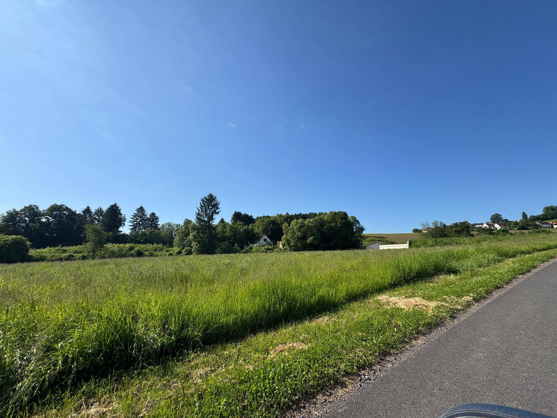 Sonnige grüne Wiese neben einer Landstraße mit Bäumen und einem Haus in der Ferne.