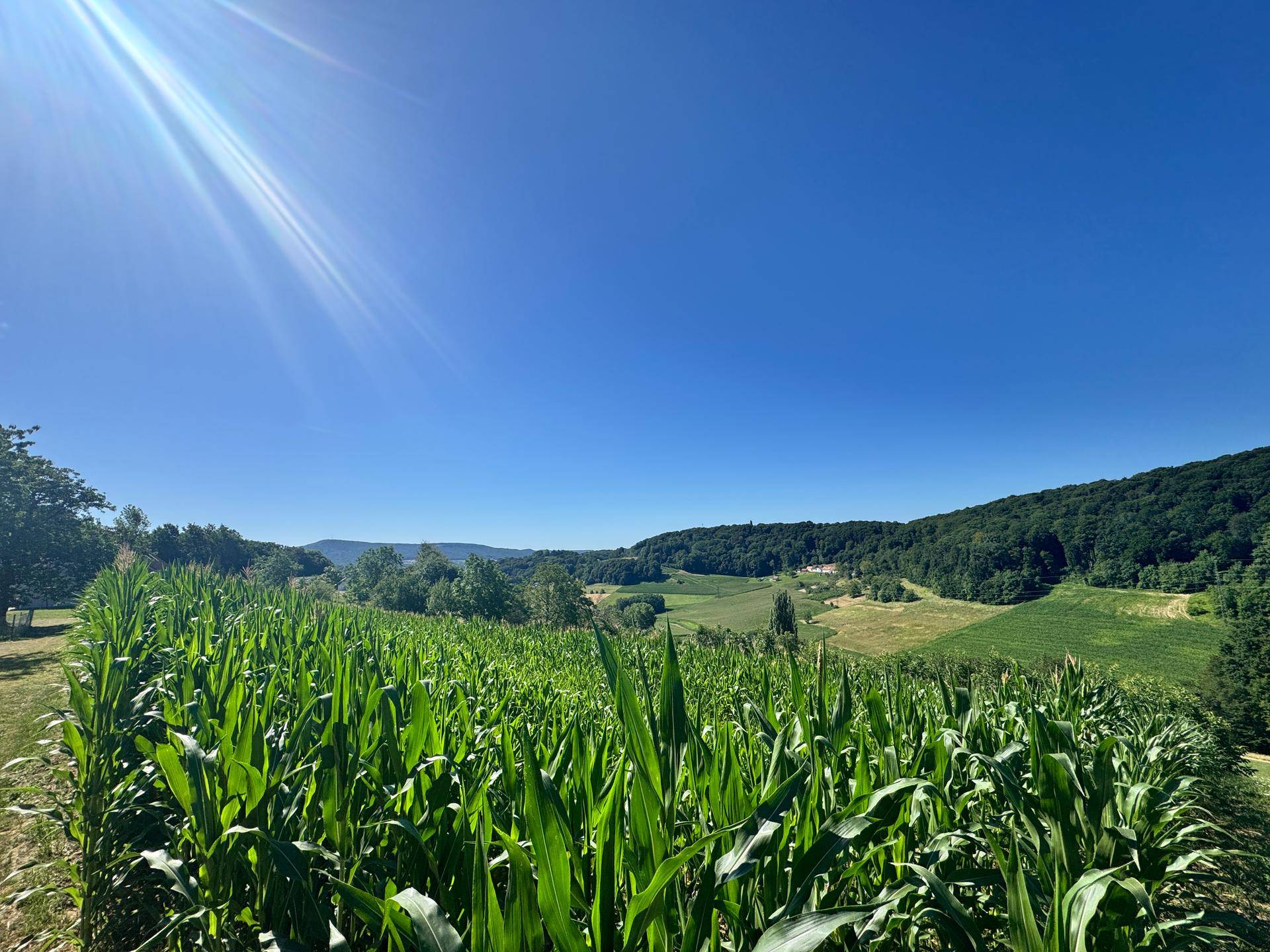 Nahaufnahme eines Maisfeldes mit grünen Hügeln und Wäldern im Hintergrund unter blauem Himmel.