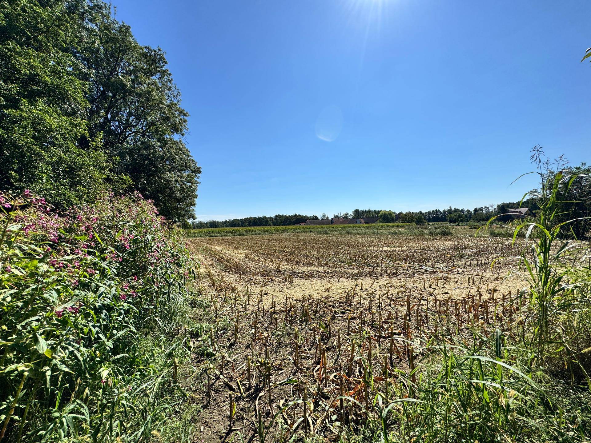 Weitläufiges Feld mit abgeernteten Pflanzen unter strahlend blauem Himmel.