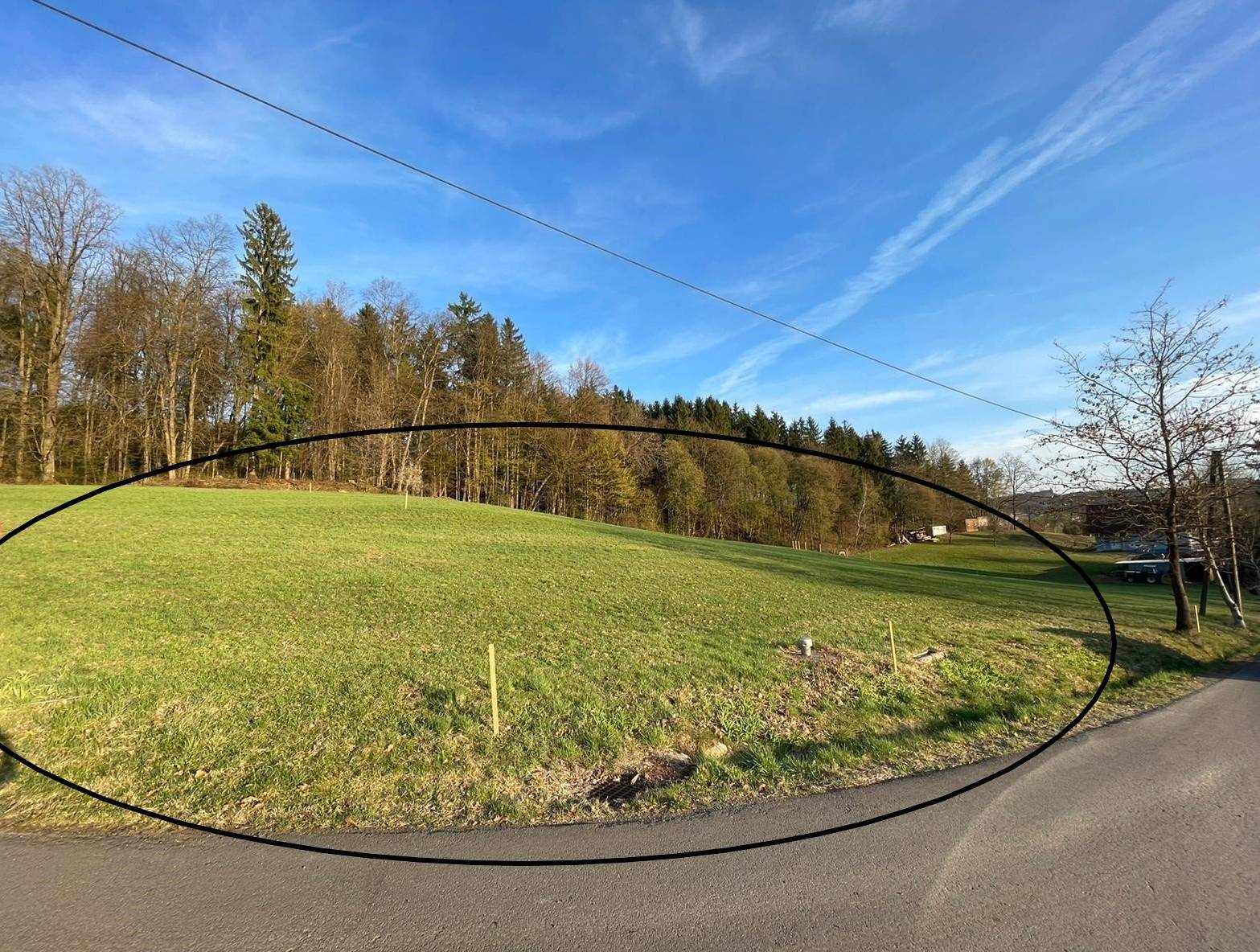 Grünes Feld neben einer Landstraße mit Wald im Hintergrund, umrandet von einem schwarzen Oval.