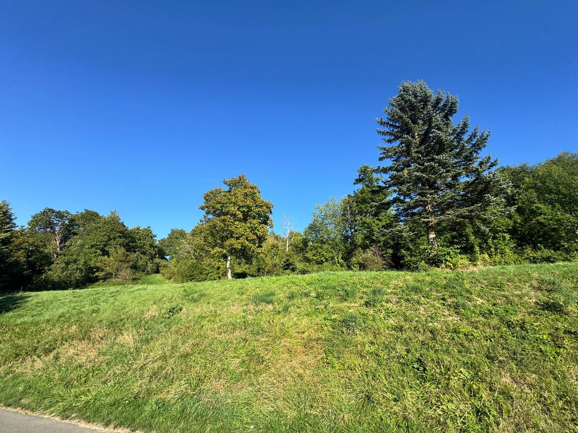 Sanft hügelige Wiesenlandschaft mit vereinzelten Bäumen unter einem strahlend blauen Himmel, ideal für Erholung.