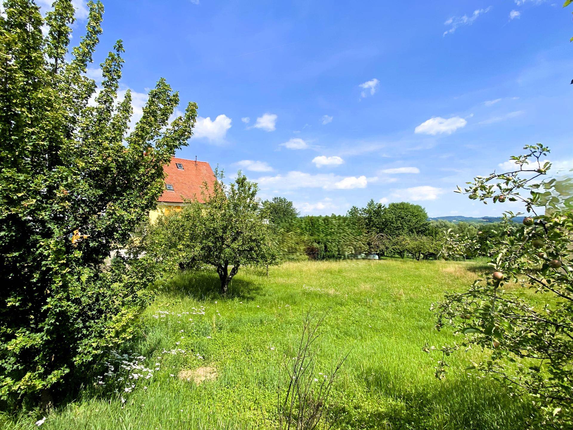 Weitläufige grüne Wiese mit Obstbäumen und einem Haus in der ländlichen Umgebung.