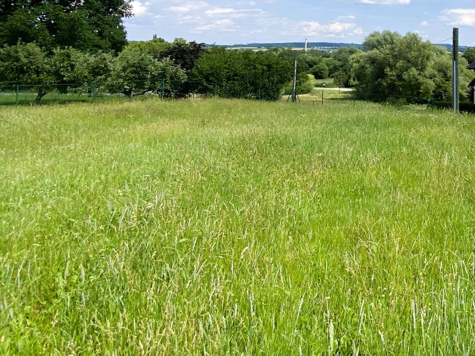 Hohes Gras auf einer sonnigen Wiese mit einem Zaun und Bäumen im Hintergrund.