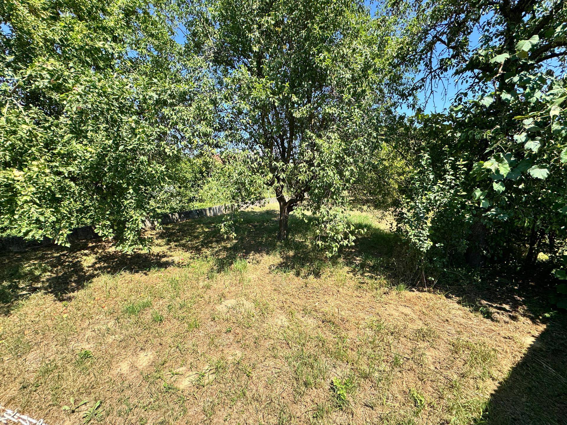 Weitläufige Gartenfläche mit mehreren schattenspendenden Bäumen unter blauem Himmel.