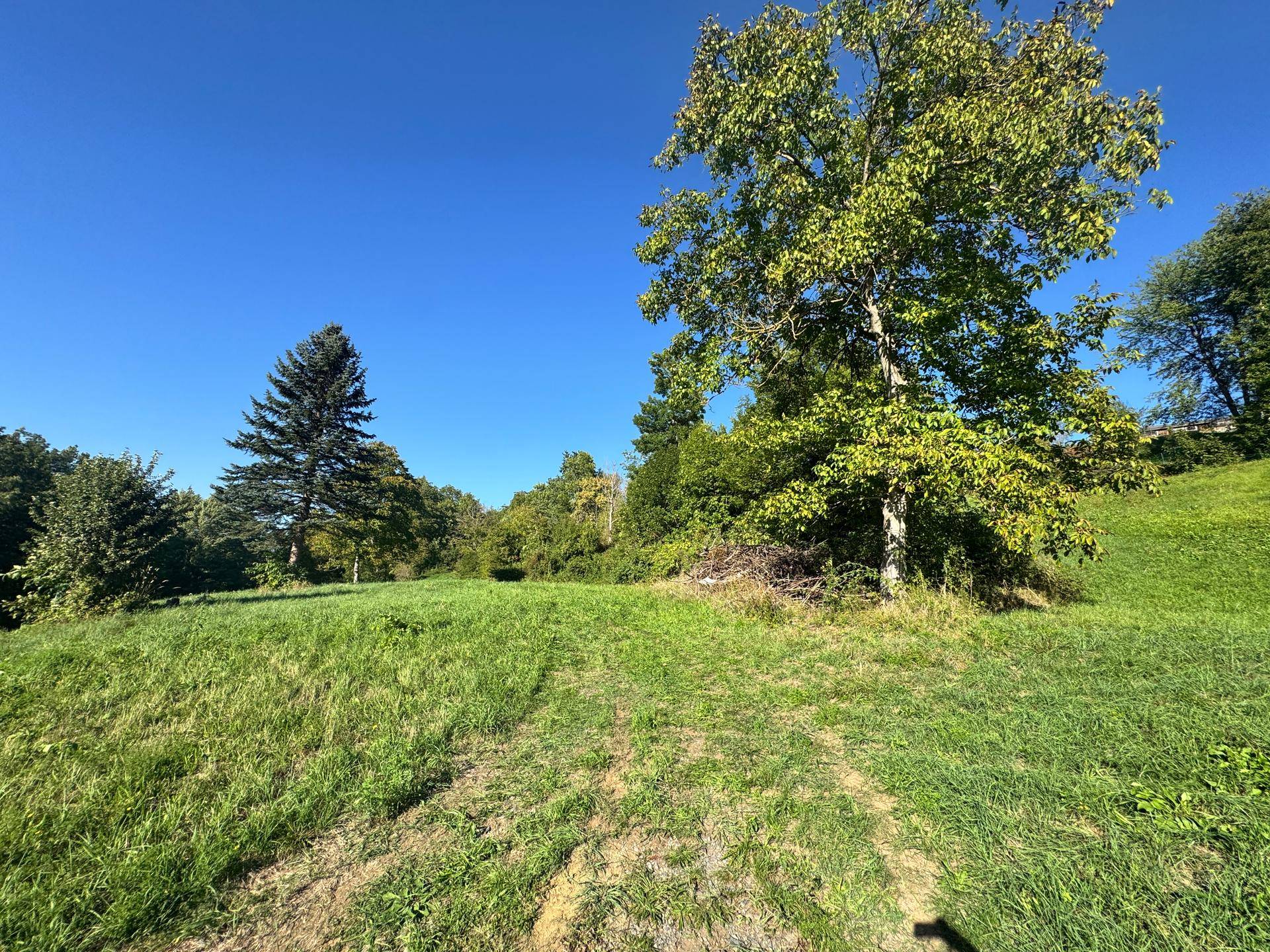 Sonnige Wiese mit einem großen Laubbaum und einem Nadelbaum im Hintergrund, umgeben von unberührter Natur.