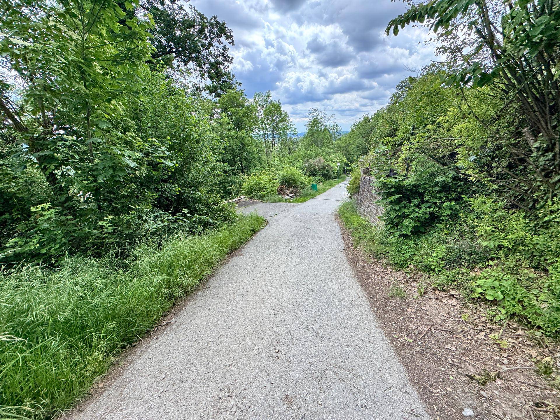 Geteilter Weg umgeben von üppigem Grün und Bäumen, führt durch eine ruhige Naturlandschaft.