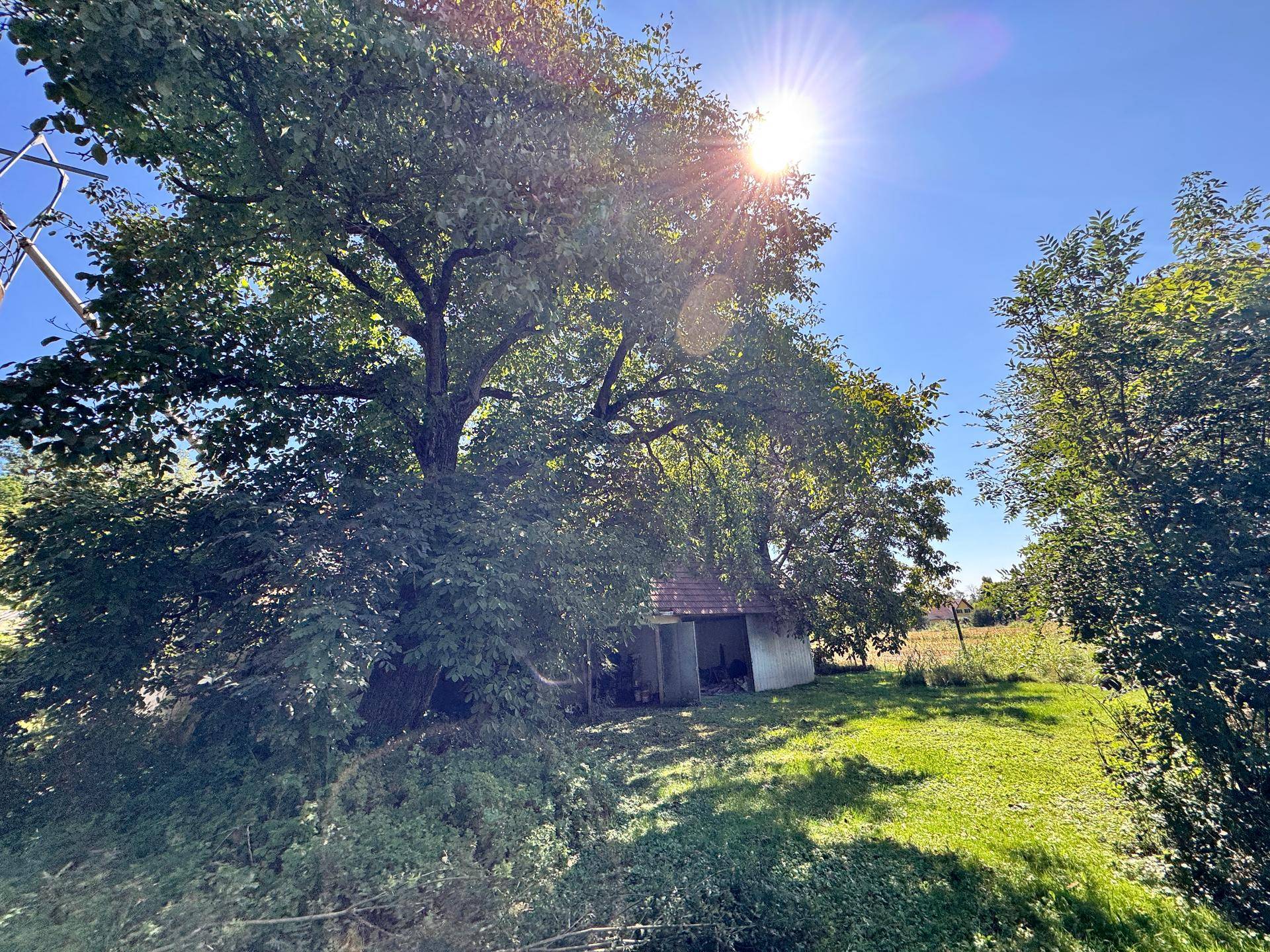 Sonniger Gartenbereich mit großem Baum und einem kleinen Schuppen im Hintergrund.