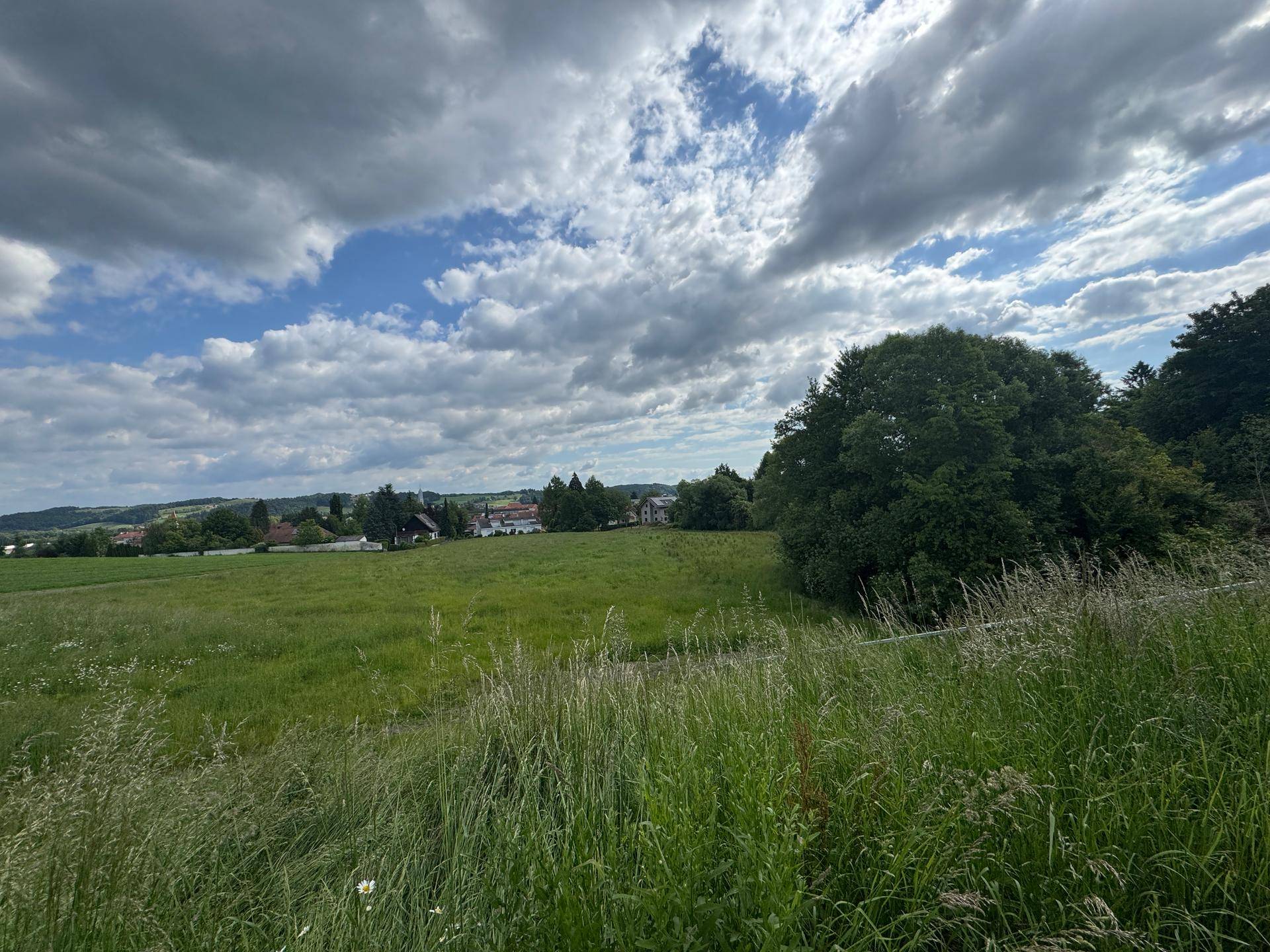 Offene grüne Landschaft mit einem großen Baum im Vordergrund und Häusern in der Ferne.