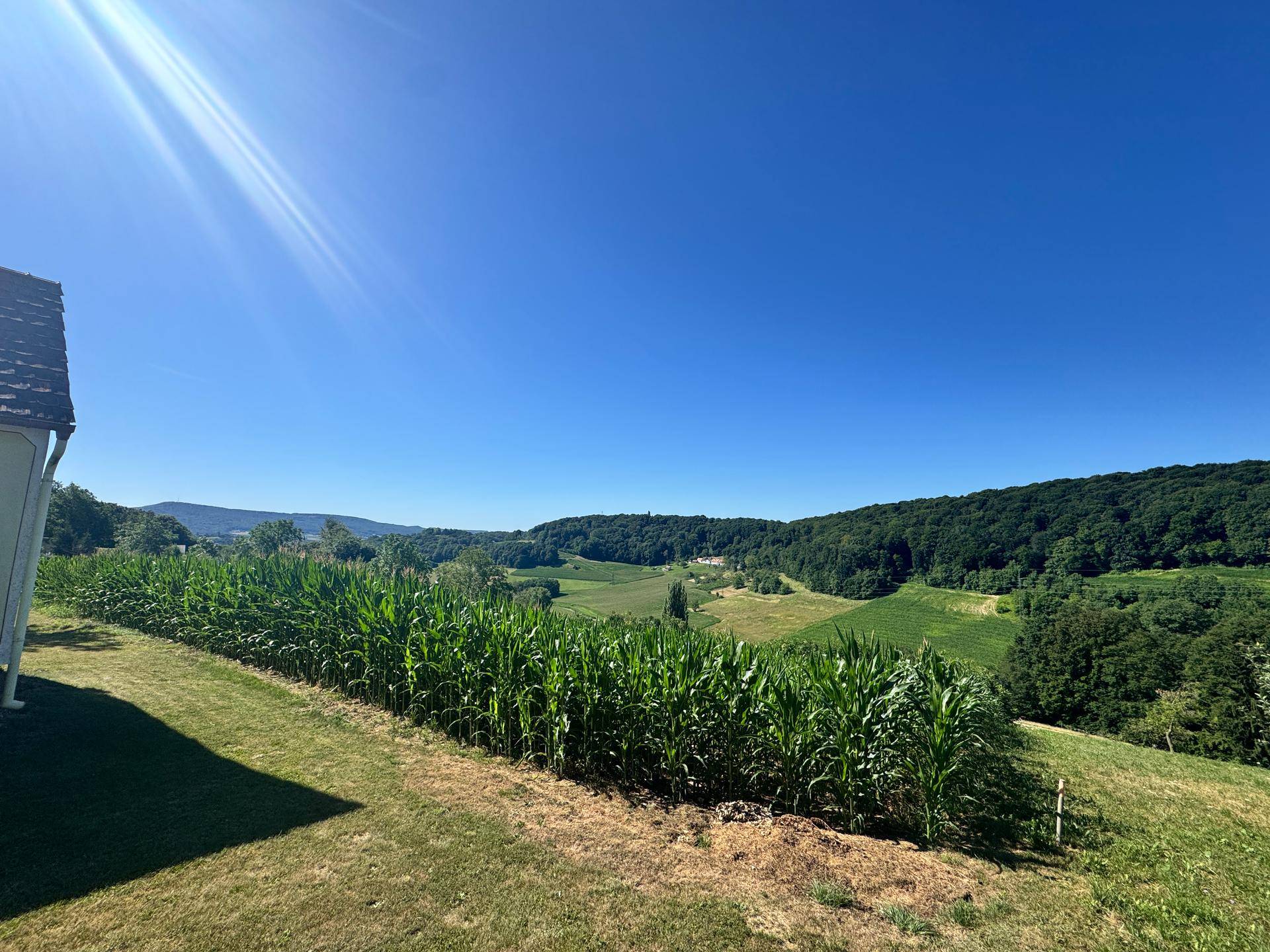 Malerischer Blick auf sanfte grüne Hügel, Wälder und Maisfelder unter blauem Himmel.