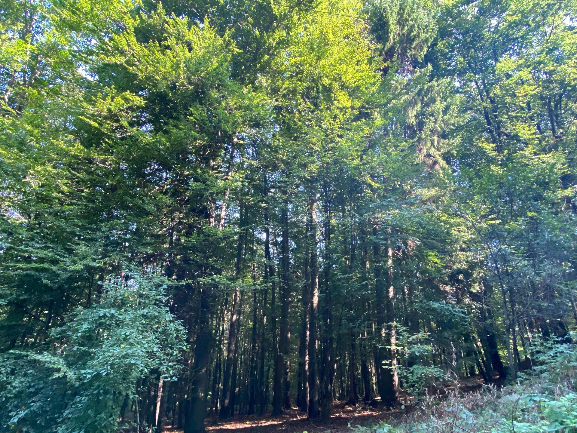 Waldgrundstück in Bad Gleichenberg – 8.268 m² Natur &amp; Wertanlage - Ansicht 3